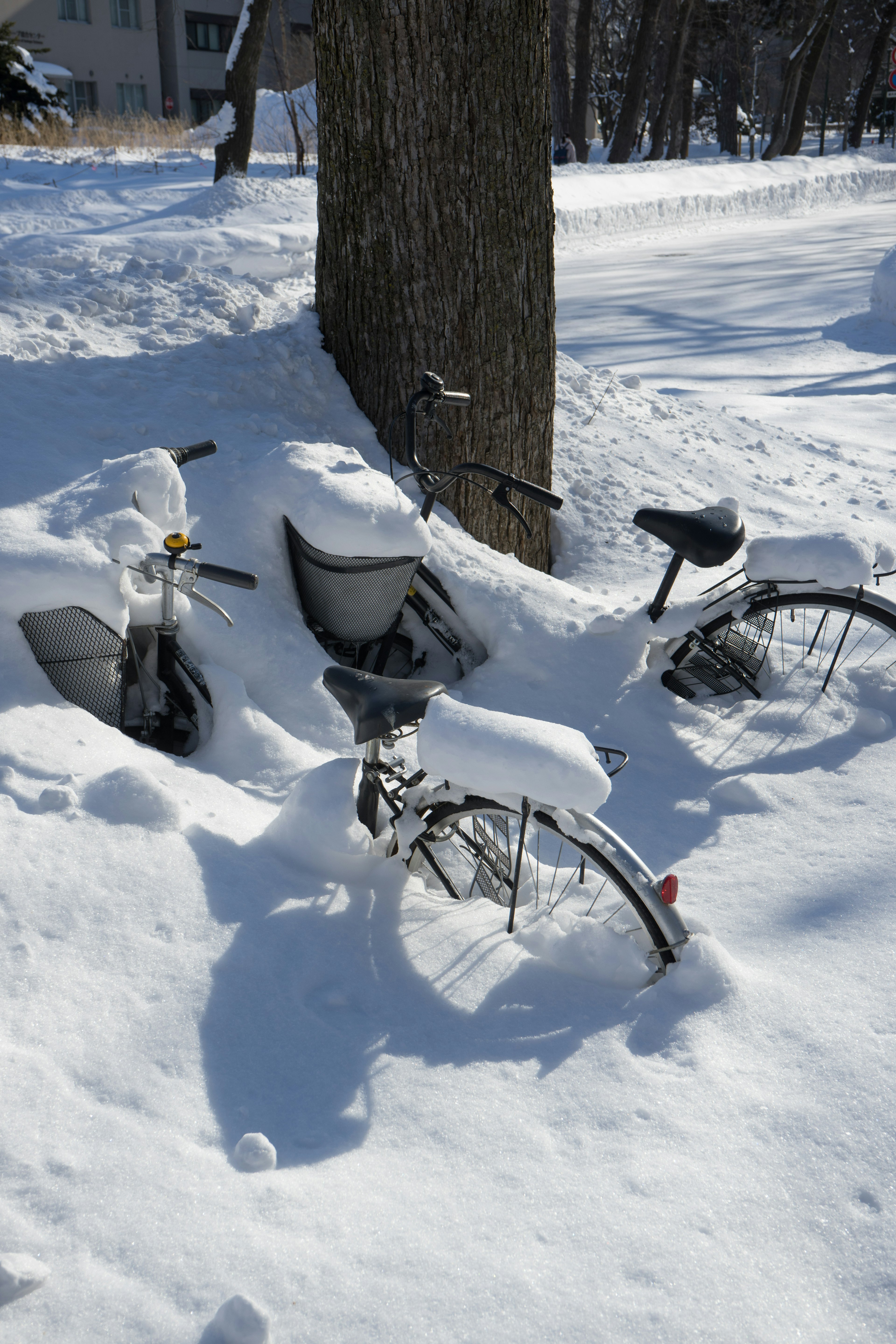 Bicycles buried in snow beside a tree in a winter scene