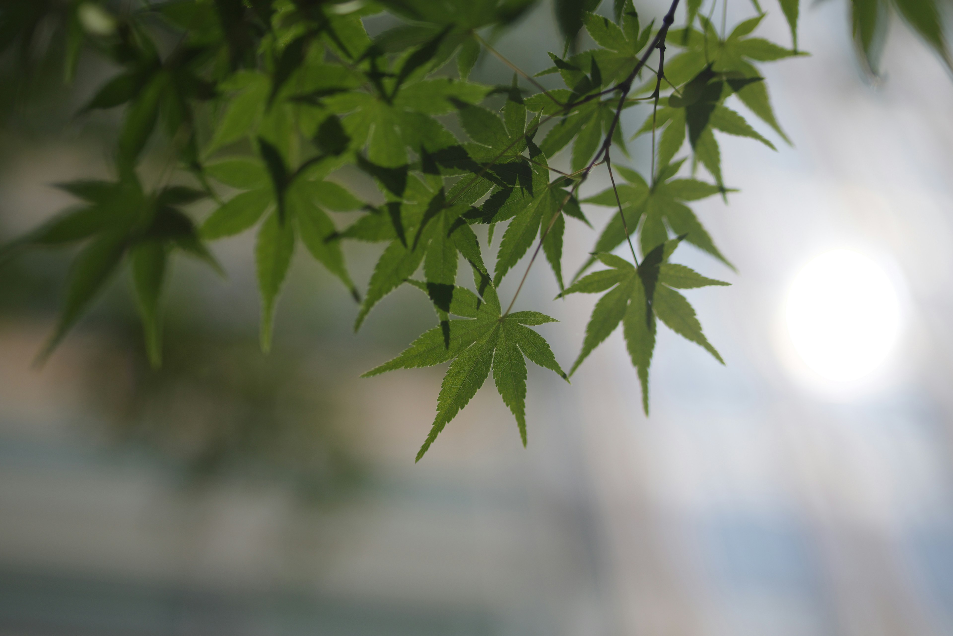 Maple branch with vibrant green leaves and blurred background light