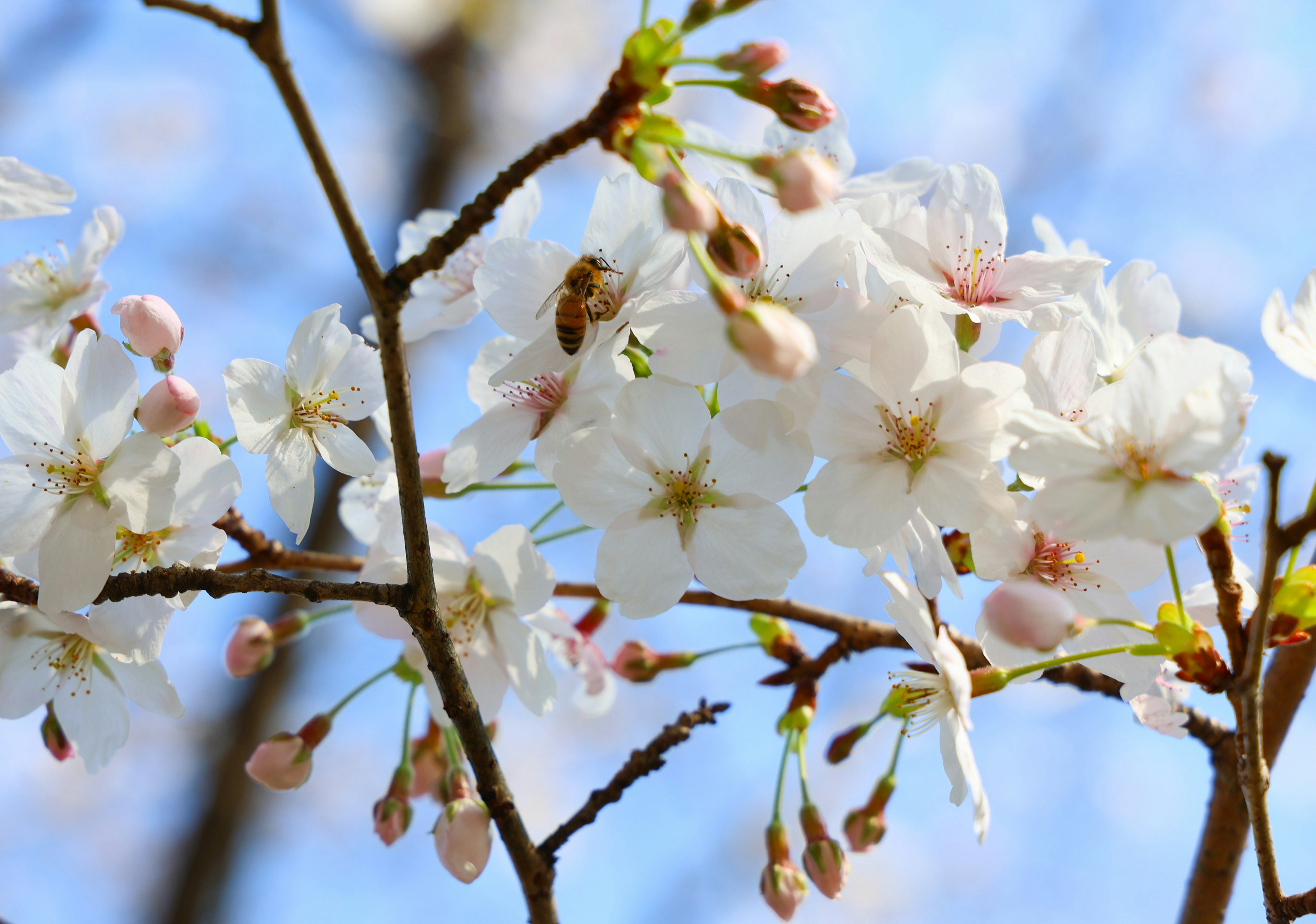 Kirschblüten und Knospen blühen unter einem blauen Himmel