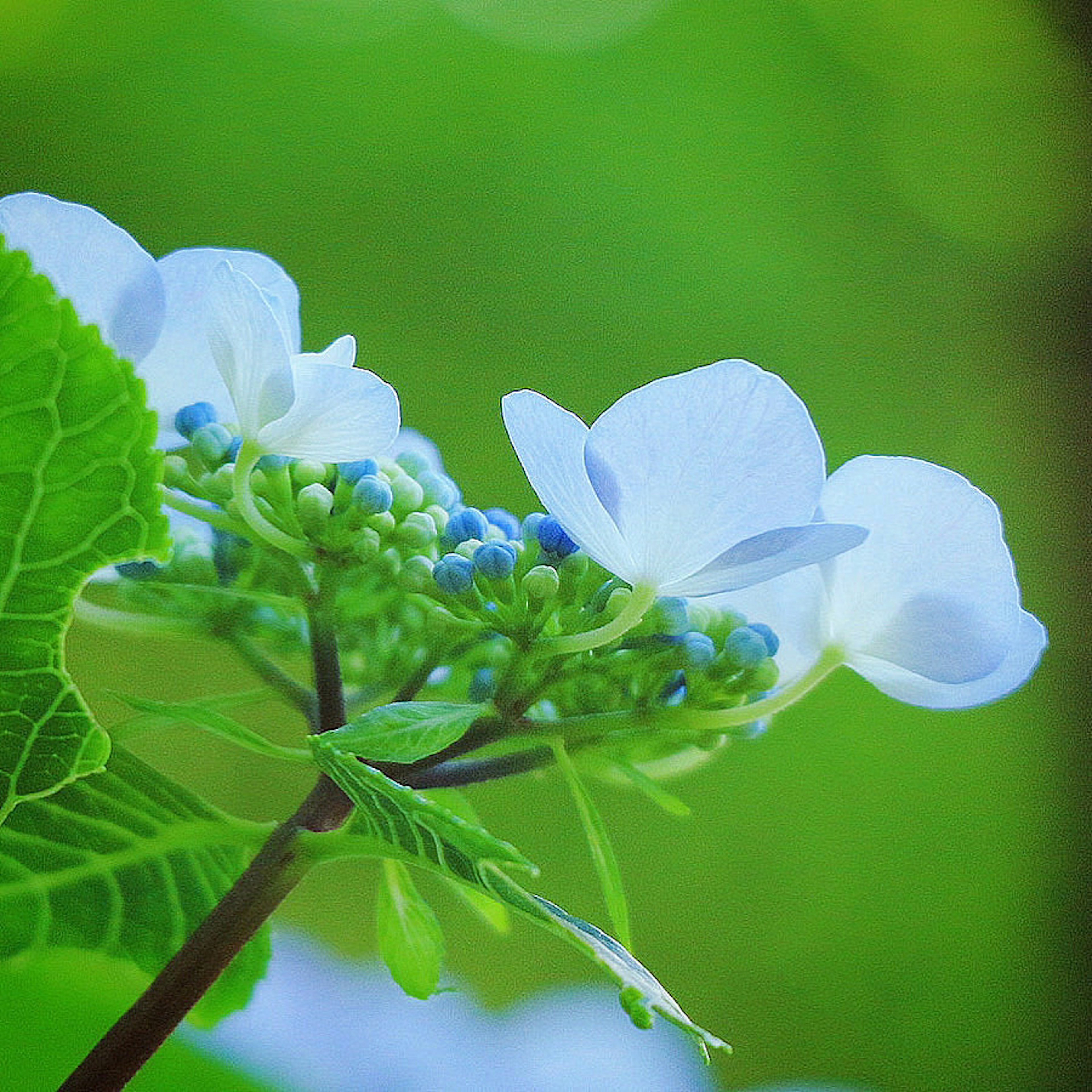 绣球花特写，带有蓝色花蕾和白色花瓣