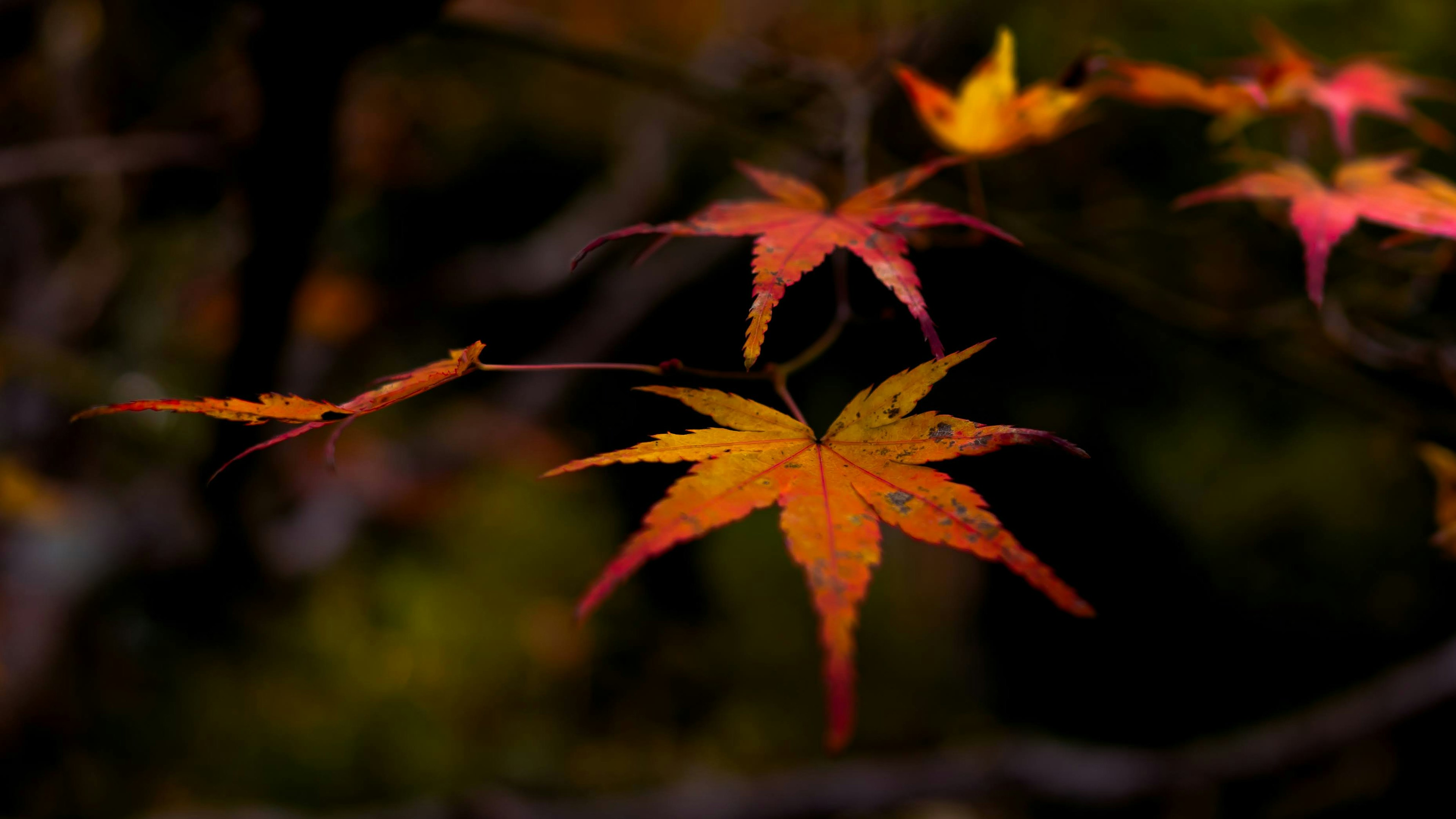 色とりどりの紅葉の葉が枝に残っている風景