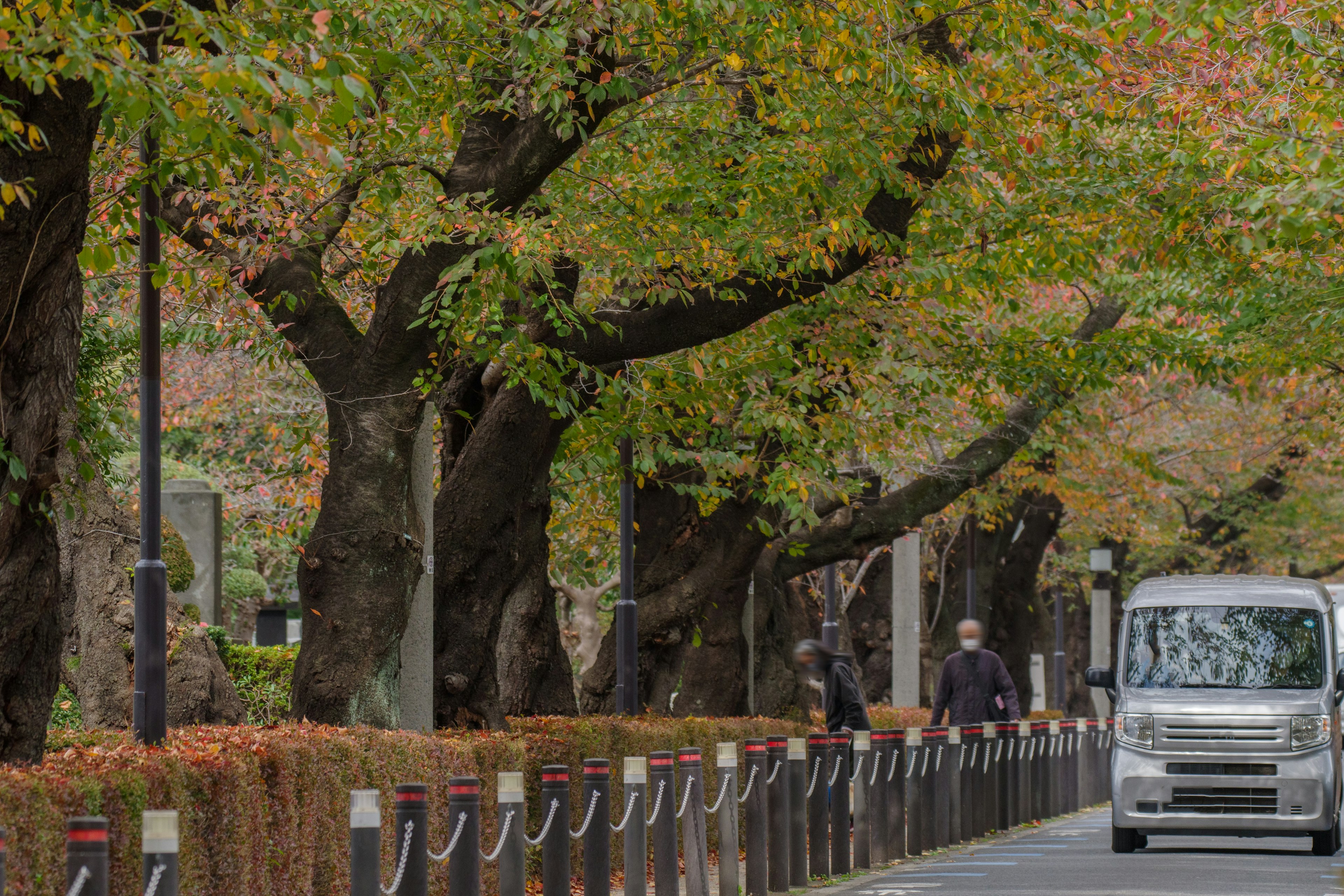 Un veicolo che percorre una strada tranquilla fiancheggiata da alberi autunnali colorati