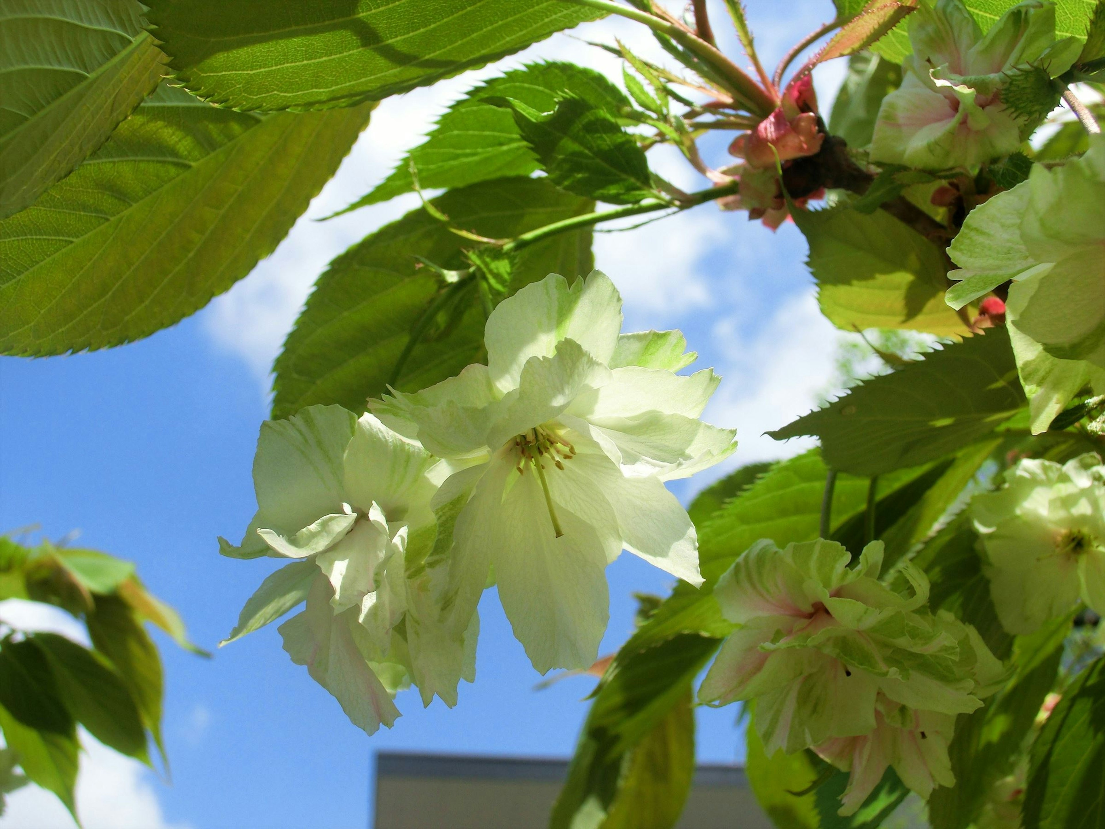 Flores de cerezo blancas y hojas verdes bajo un cielo azul