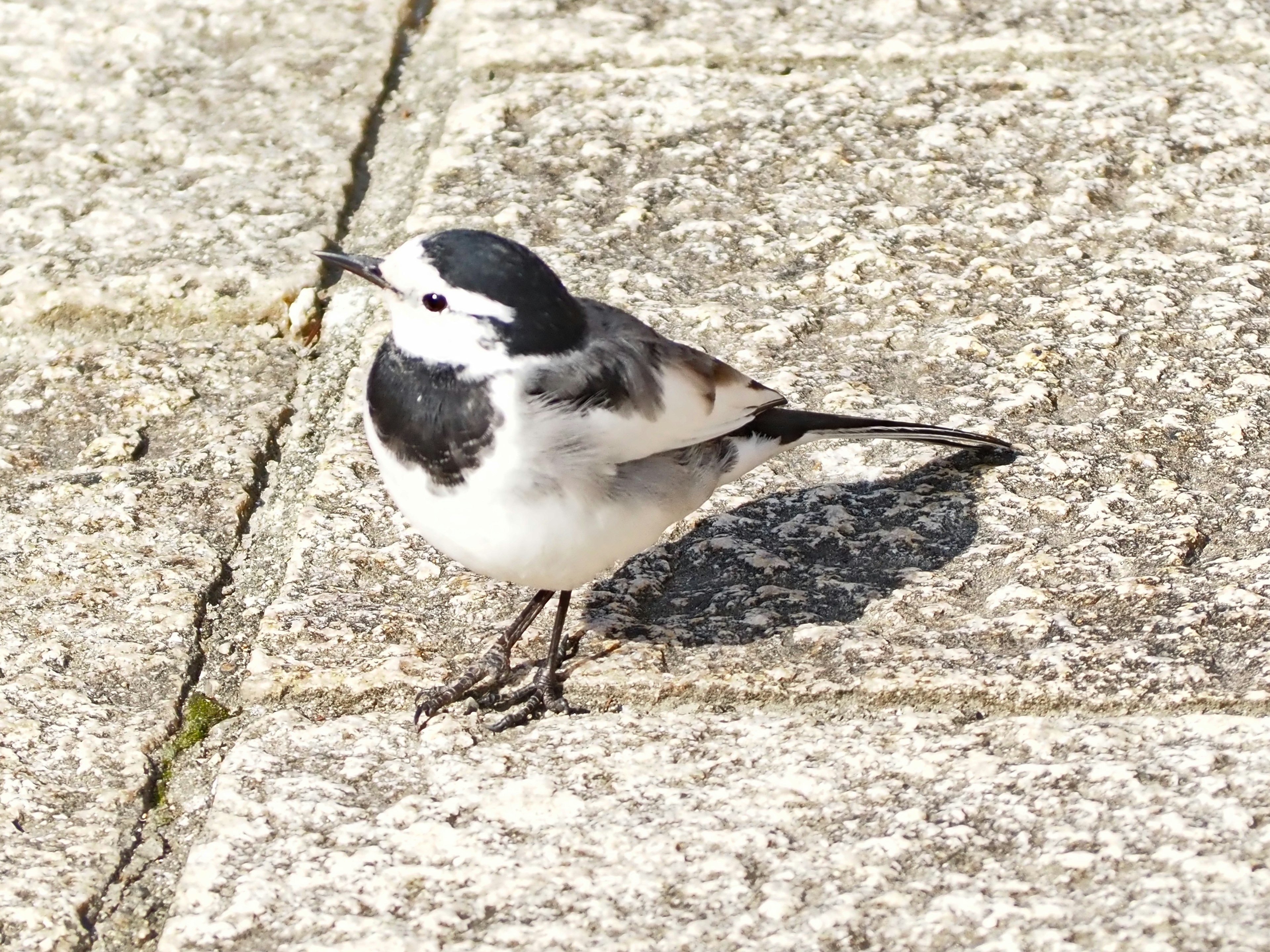 Un piccolo uccello bianco e nero in piedi su una superficie di pietra