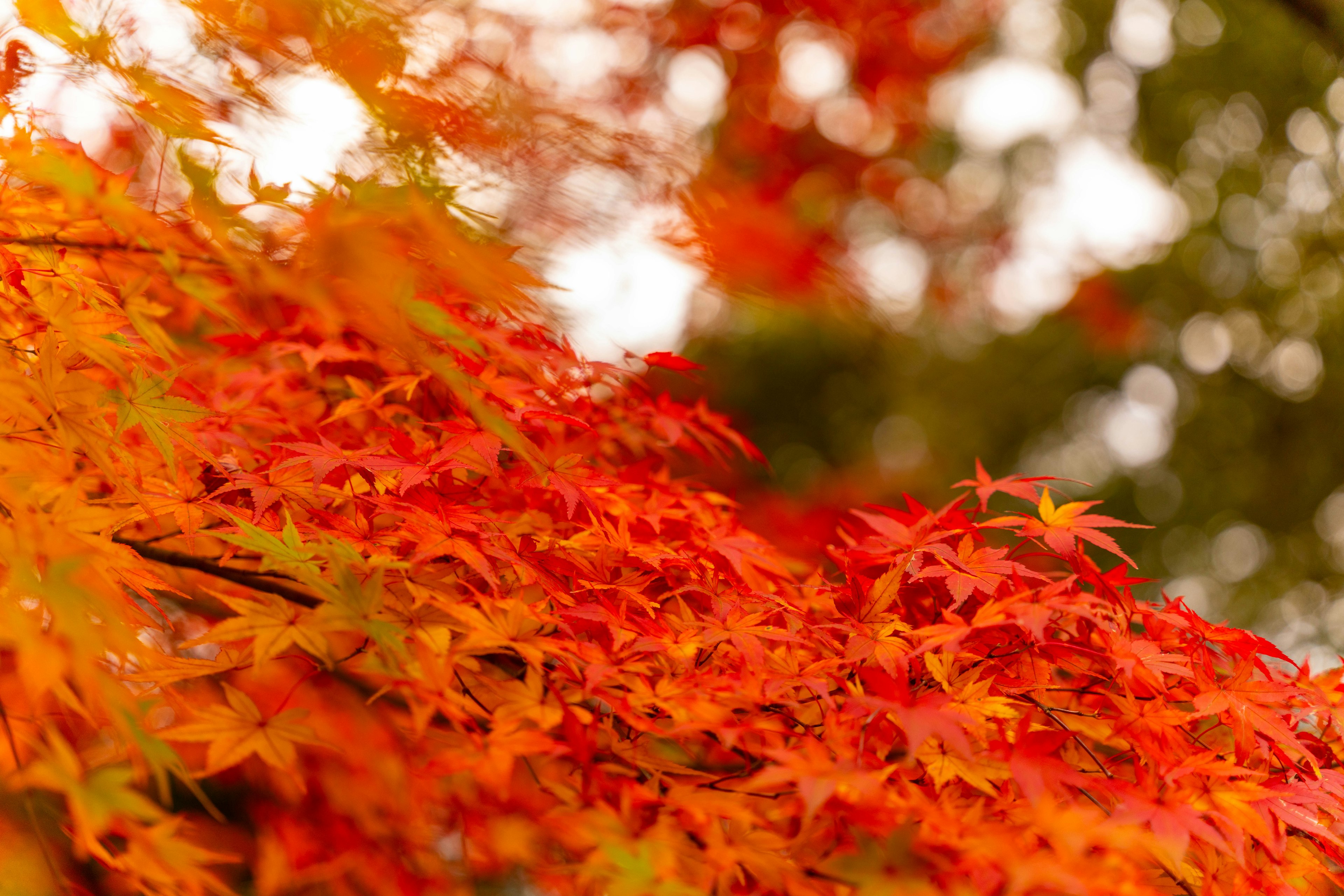 Lebendige orange Herbstblätter schaffen eine atemberaubende Landschaft