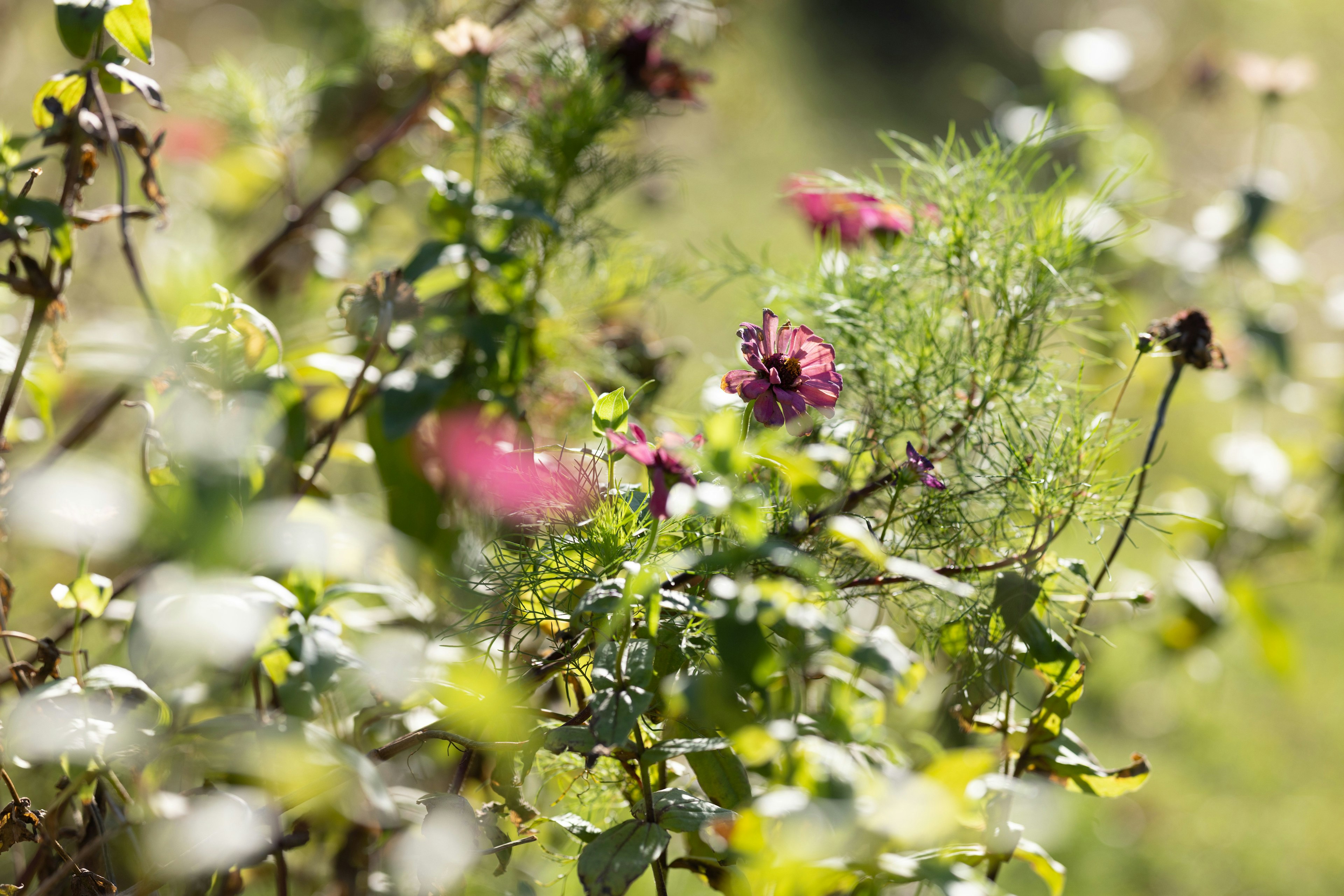 色とりどりの花が咲く緑豊かな植物のクローズアップ