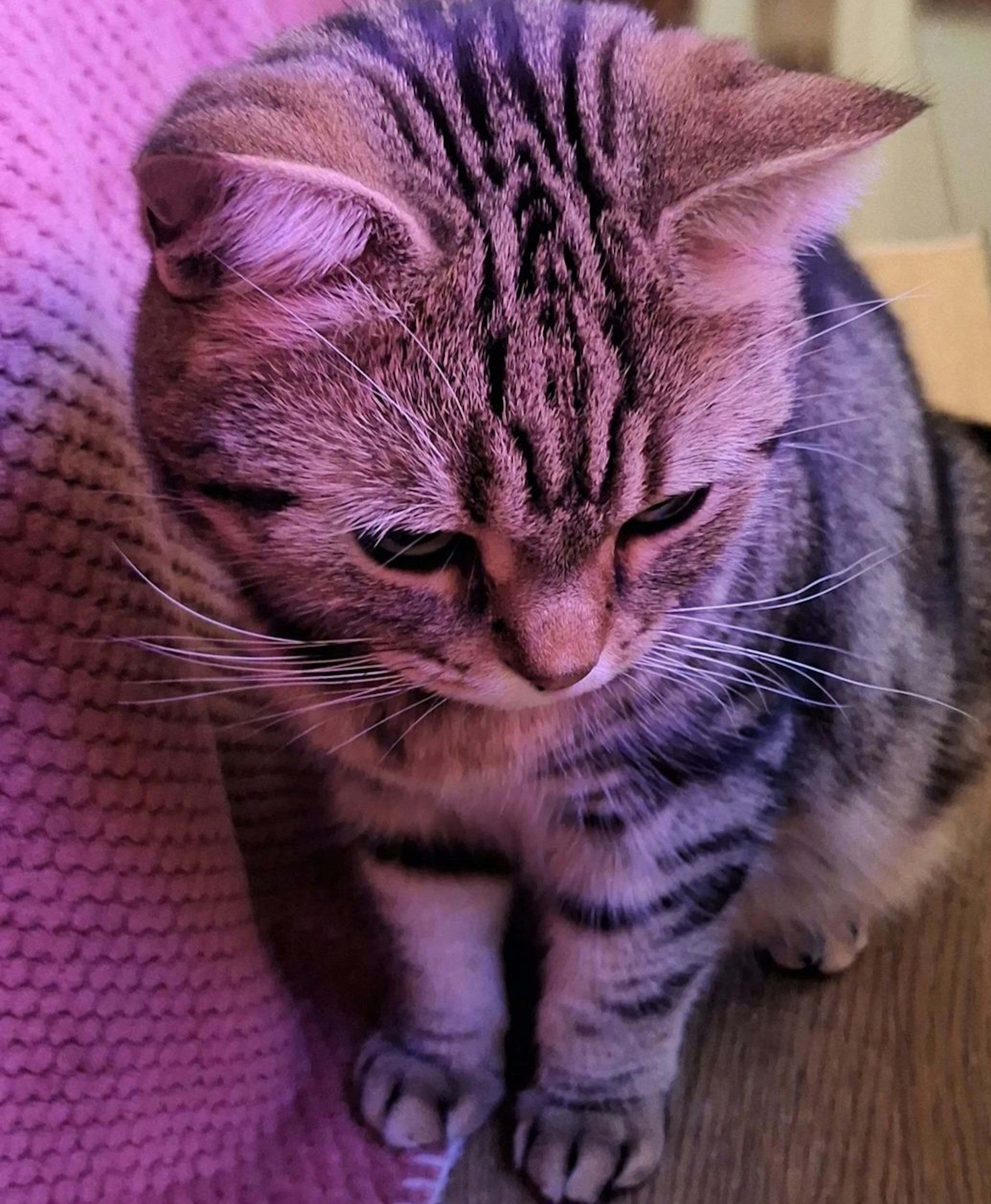 Un chat mignon assis sous une lumière violette