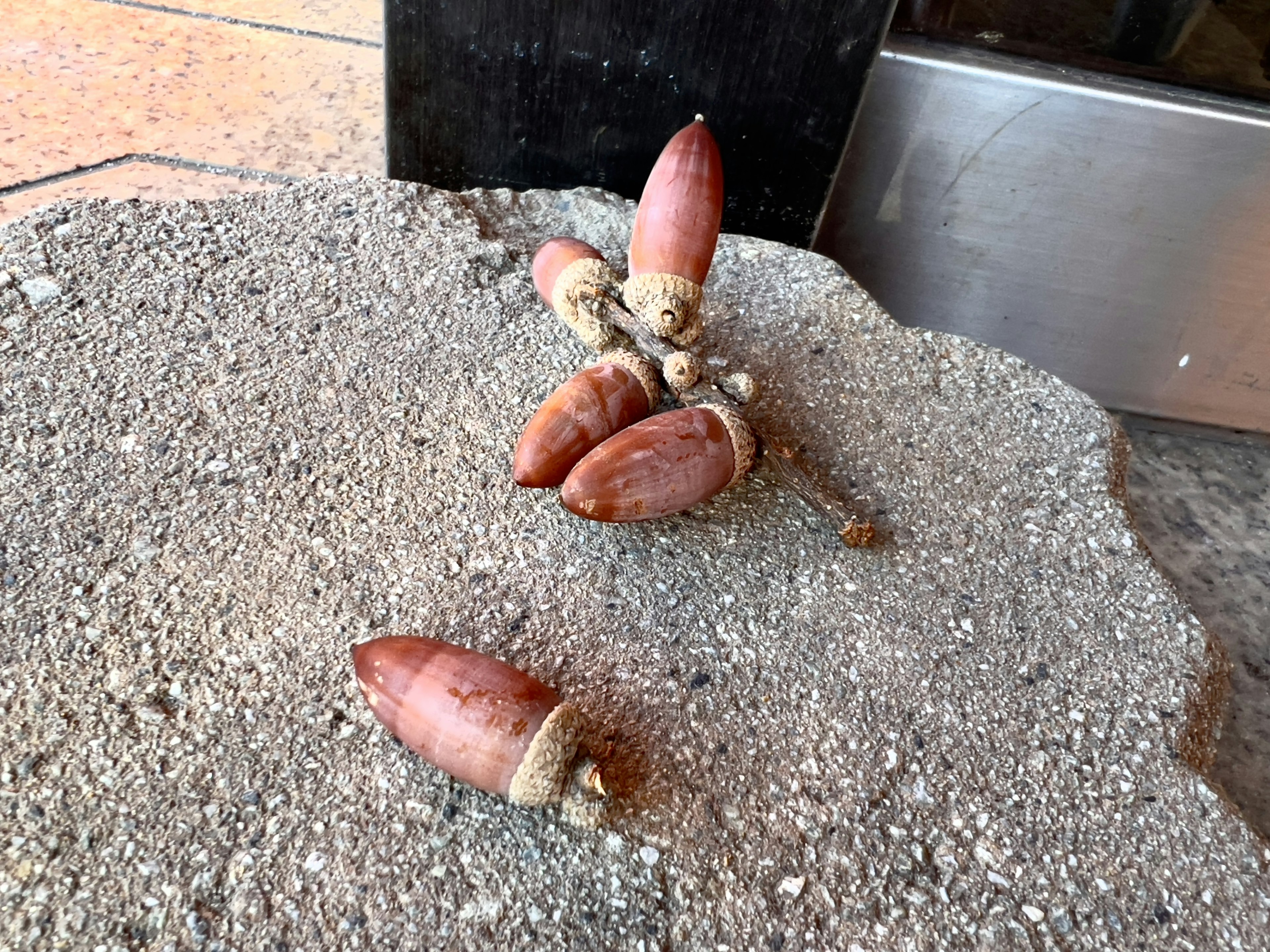 Multiple cactus-like plant buds on the ground