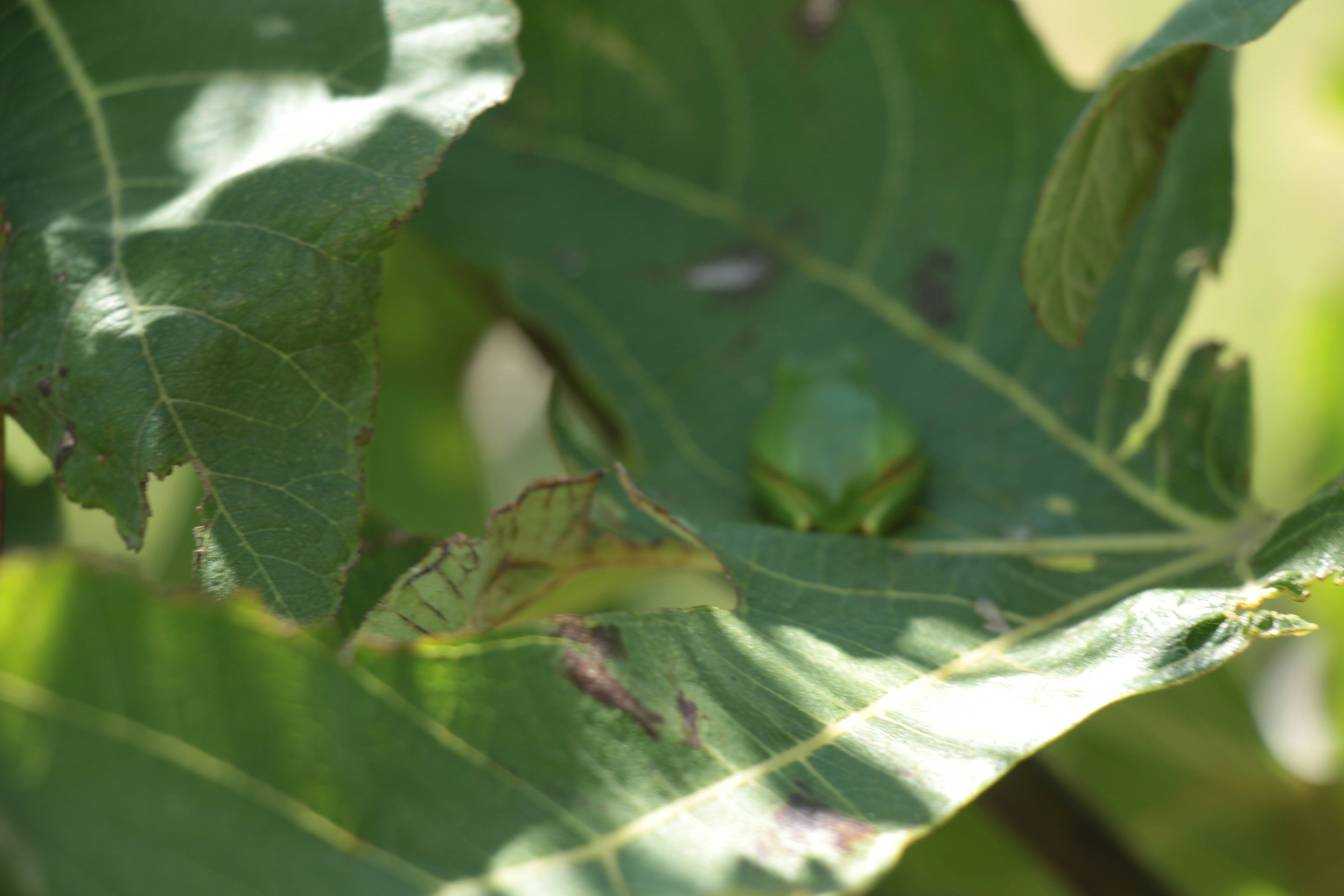 Insect camouflaged among green leaves with light reflections