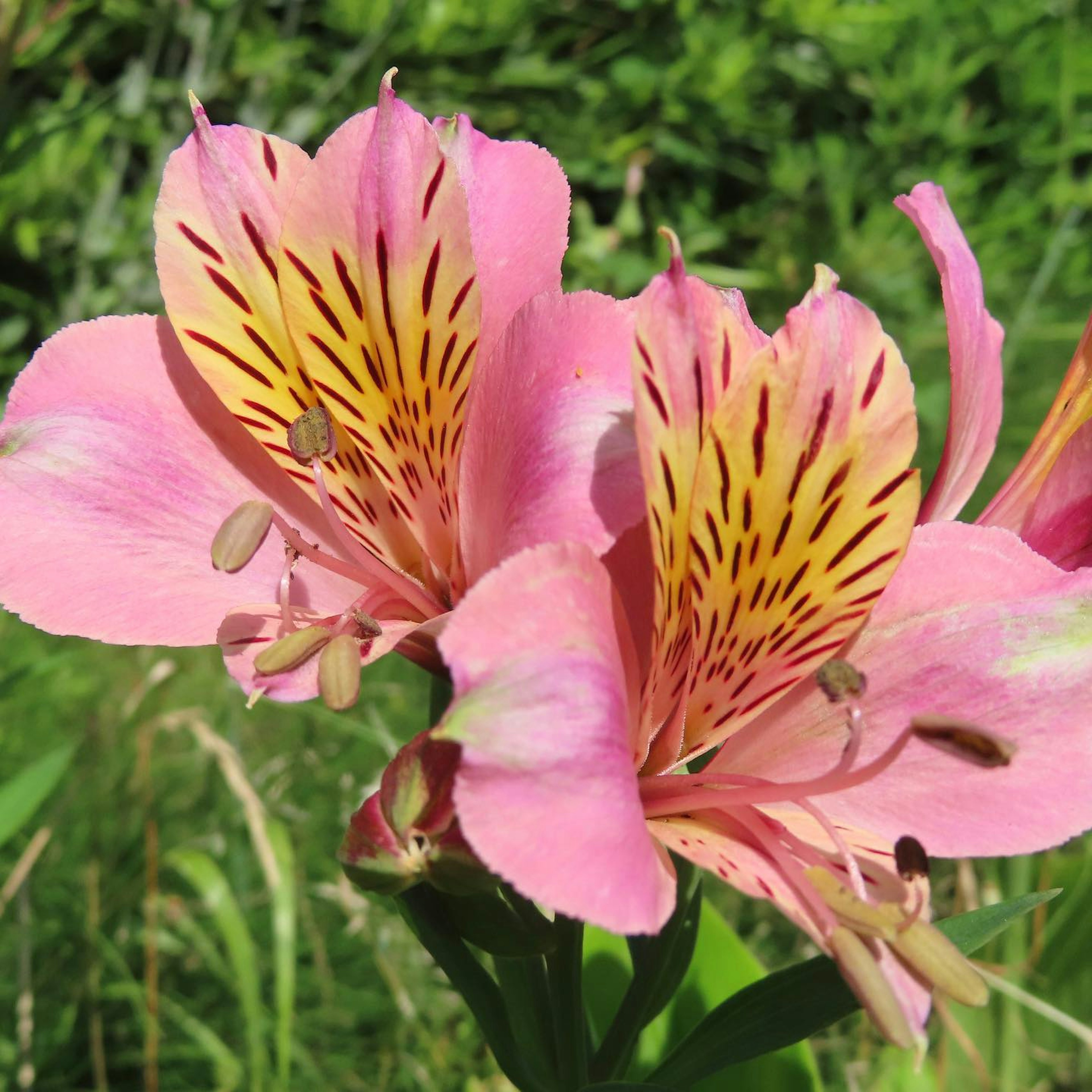 Beautiful pink flowers with distinctive yellow spots of Alstroemeria