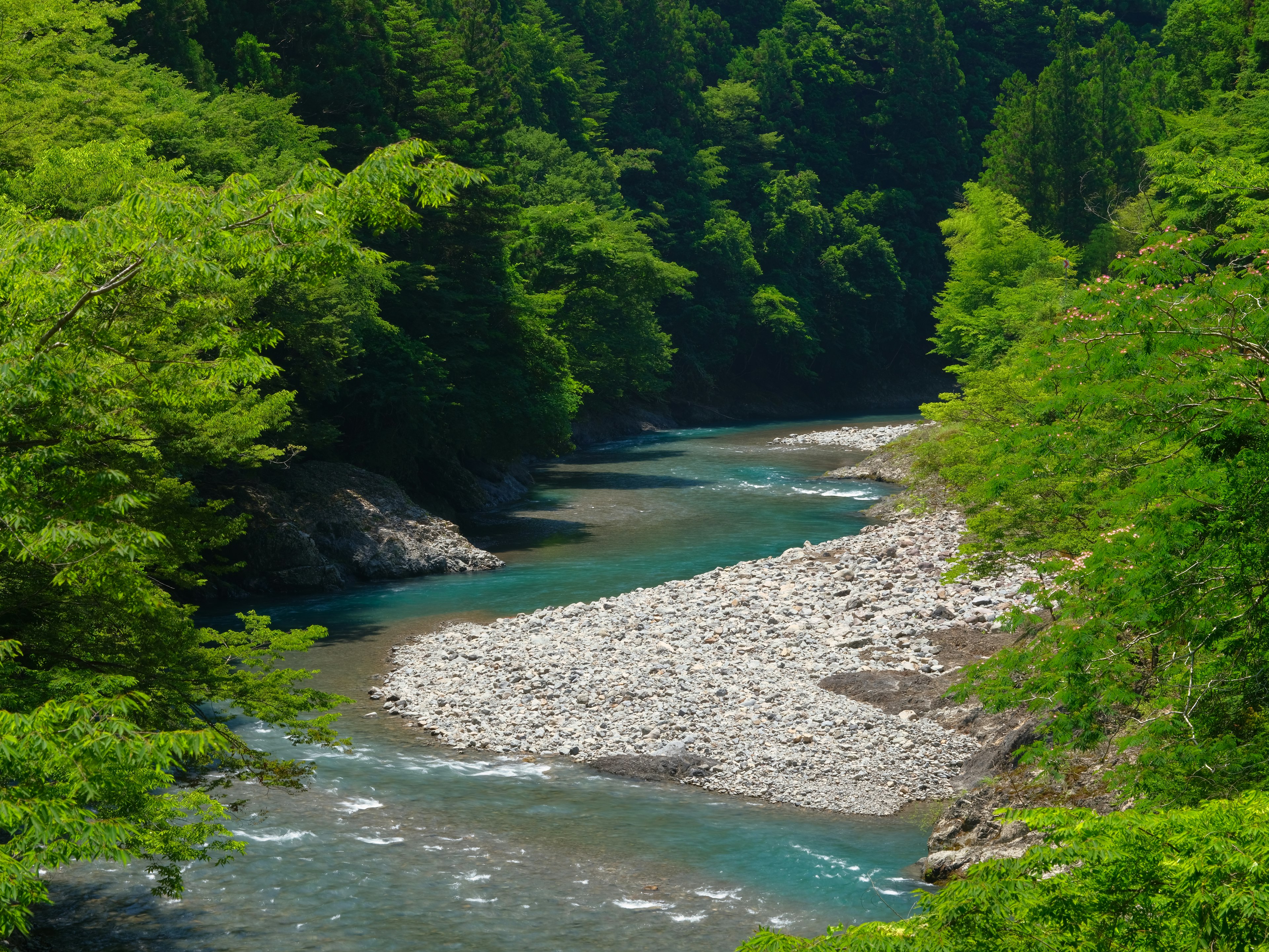 Splendido paesaggio di un torrente chiaro circondato da una foresta lussureggiante