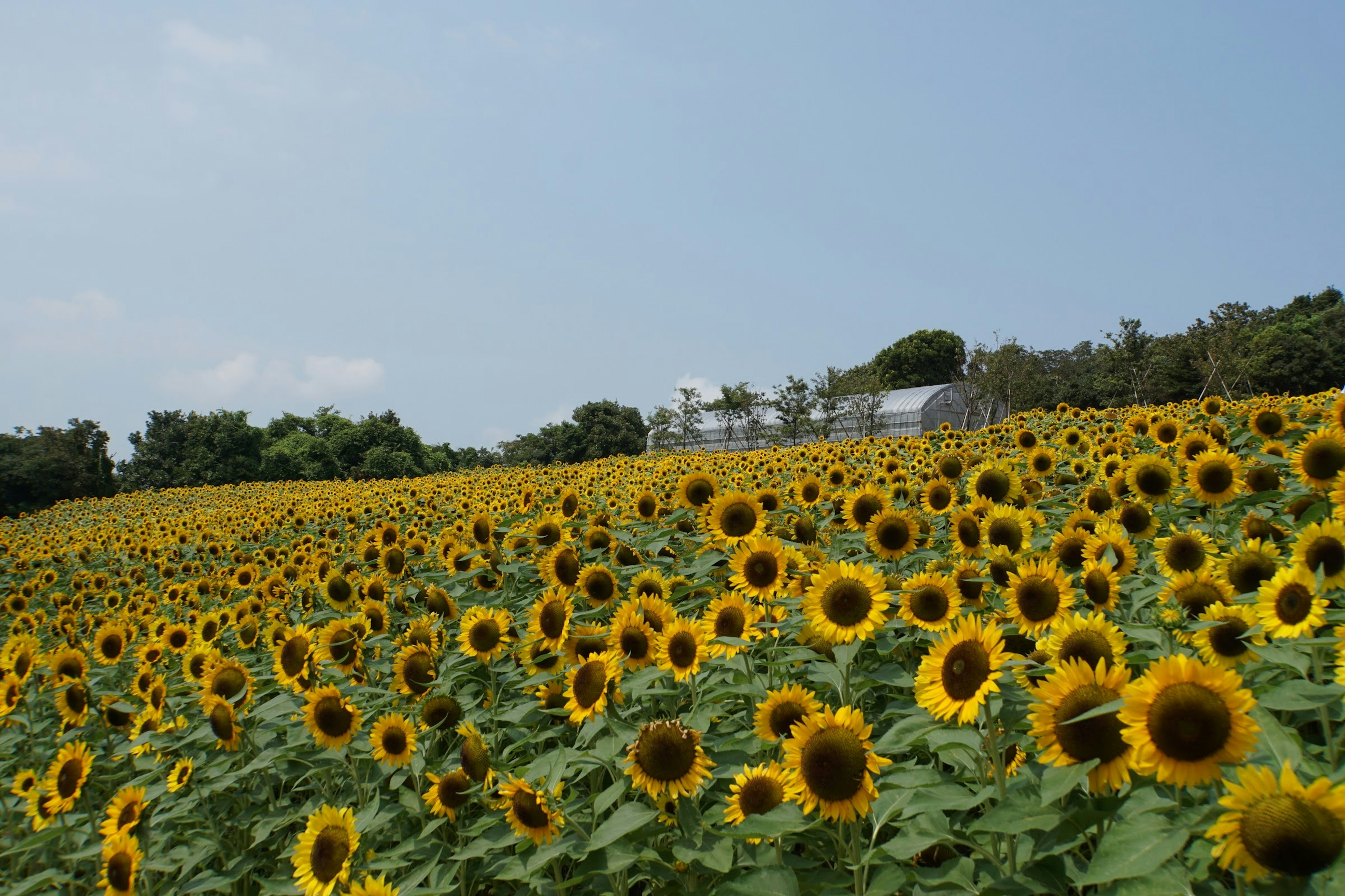 Champ de tournesols expansif sous un ciel bleu clair