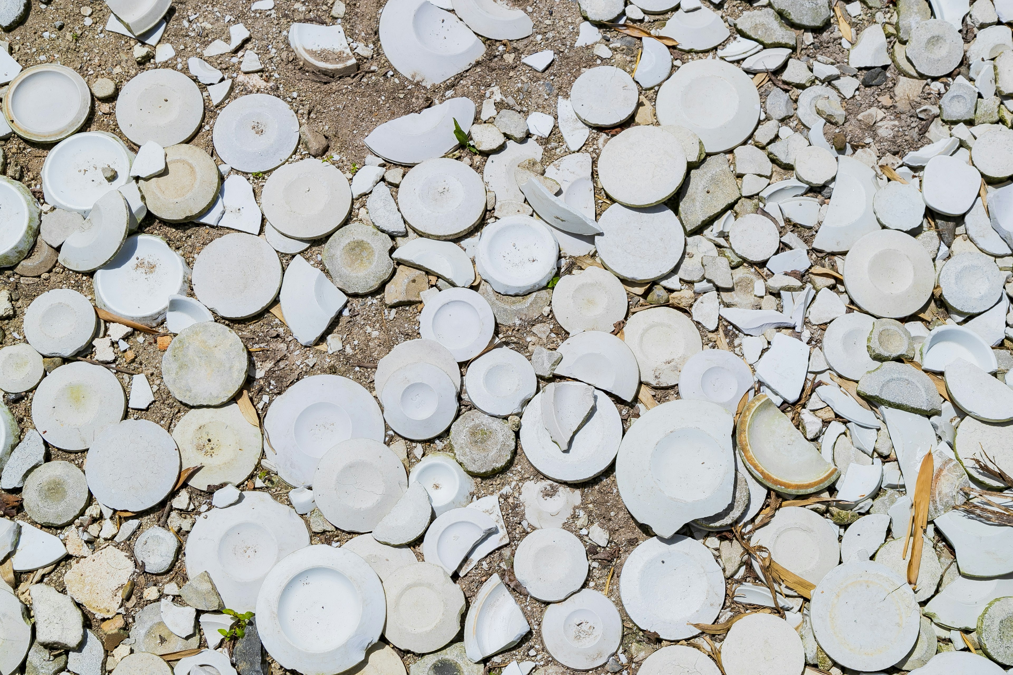 Une collection de coquillages blancs éparpillés sur le sol sablonneux