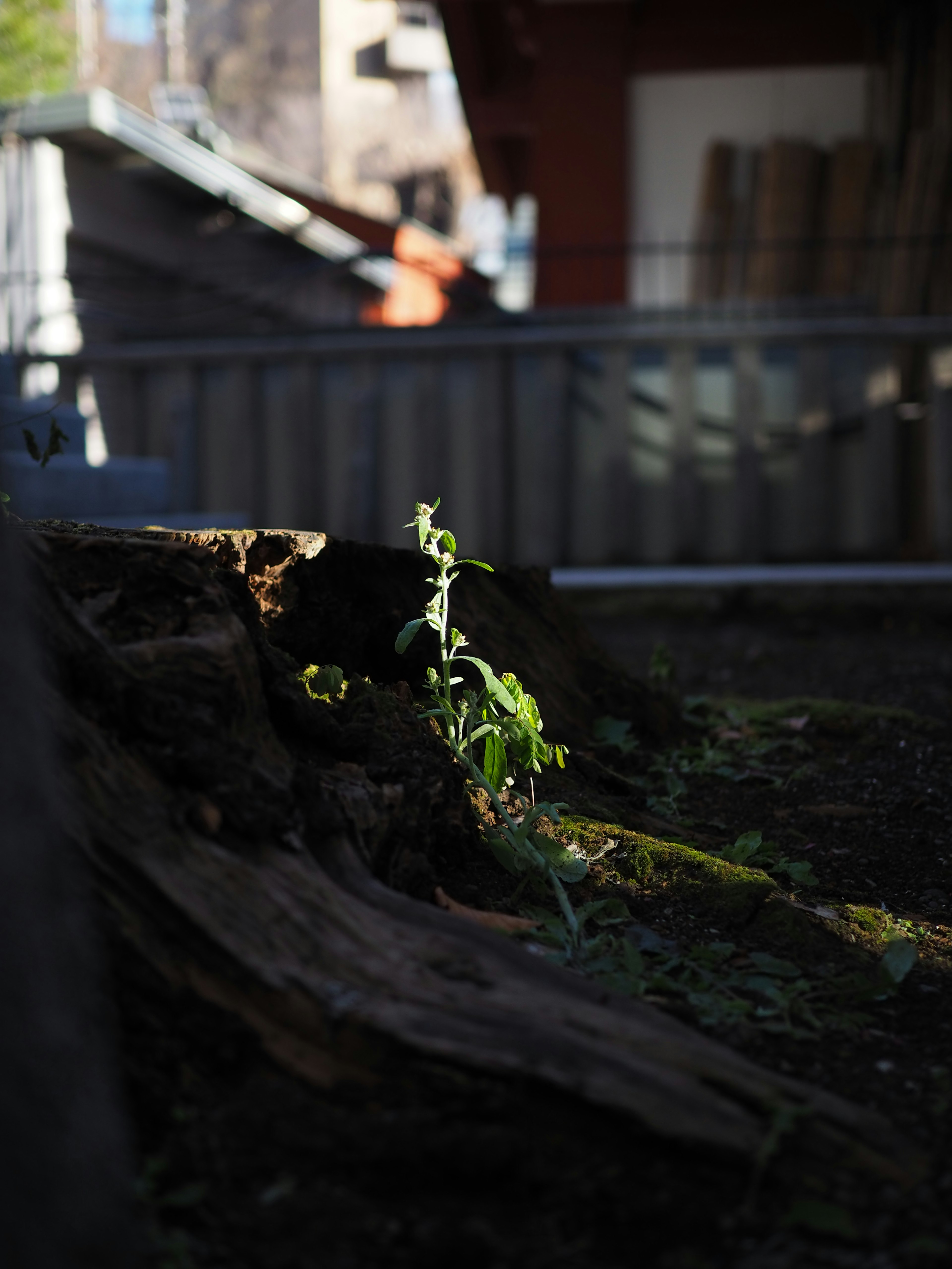 A small plant basking in sunlight beside a tree stump