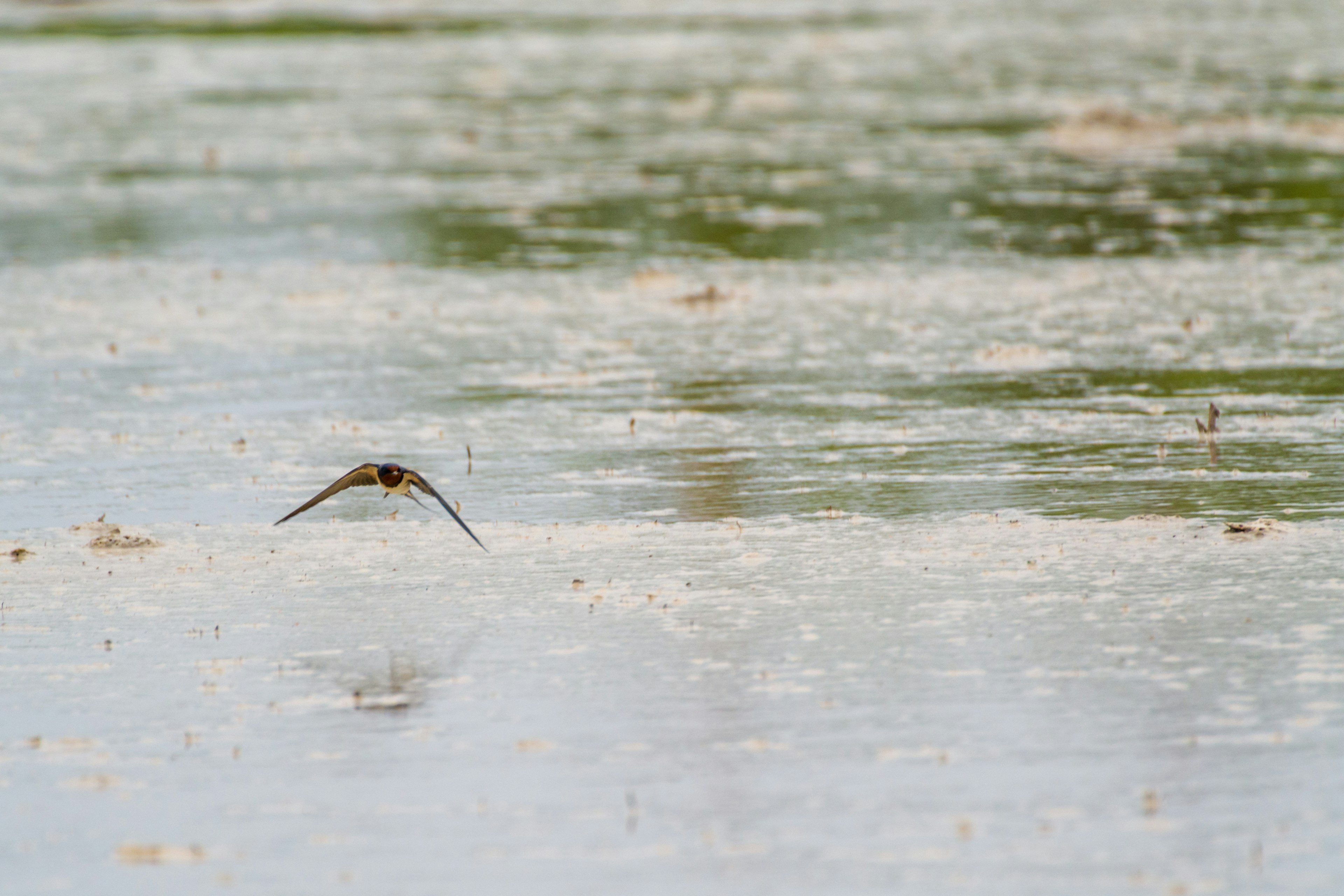 Pájaro volando bajo sobre la superficie del agua con un fondo natural sereno