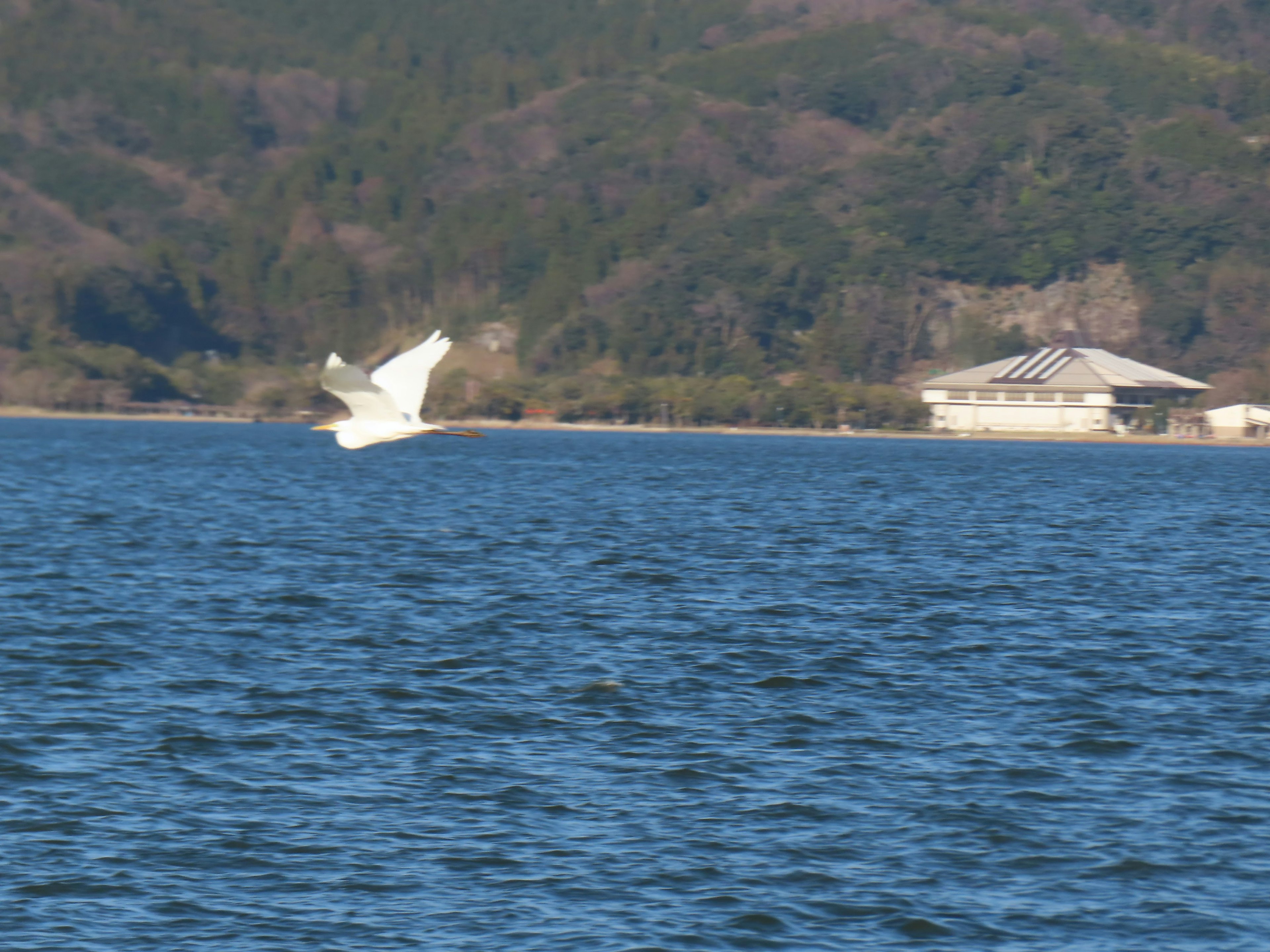 湖の上を飛ぶ白い鳥と背景の山々