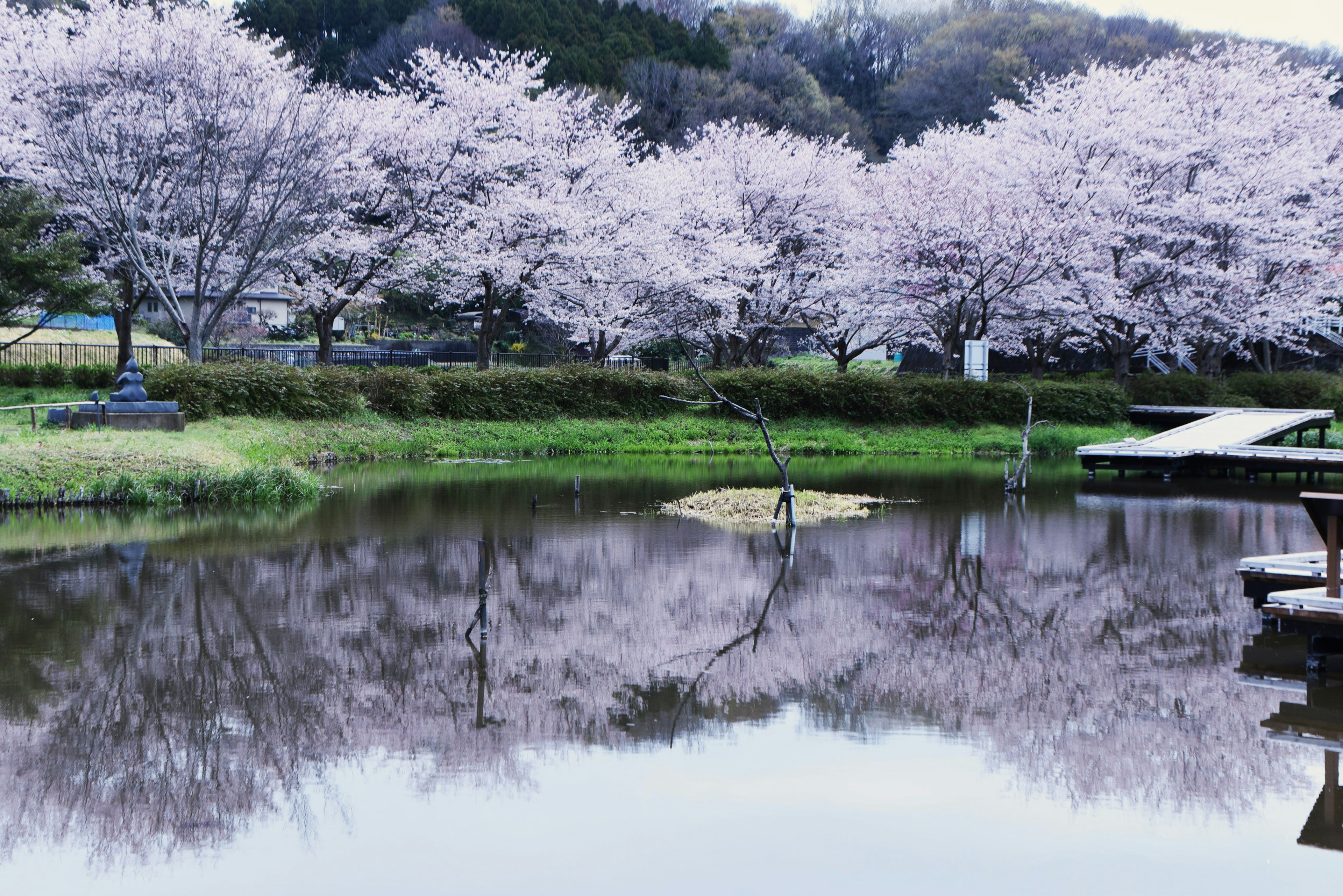 寧靜池塘旁櫻花樹的風景