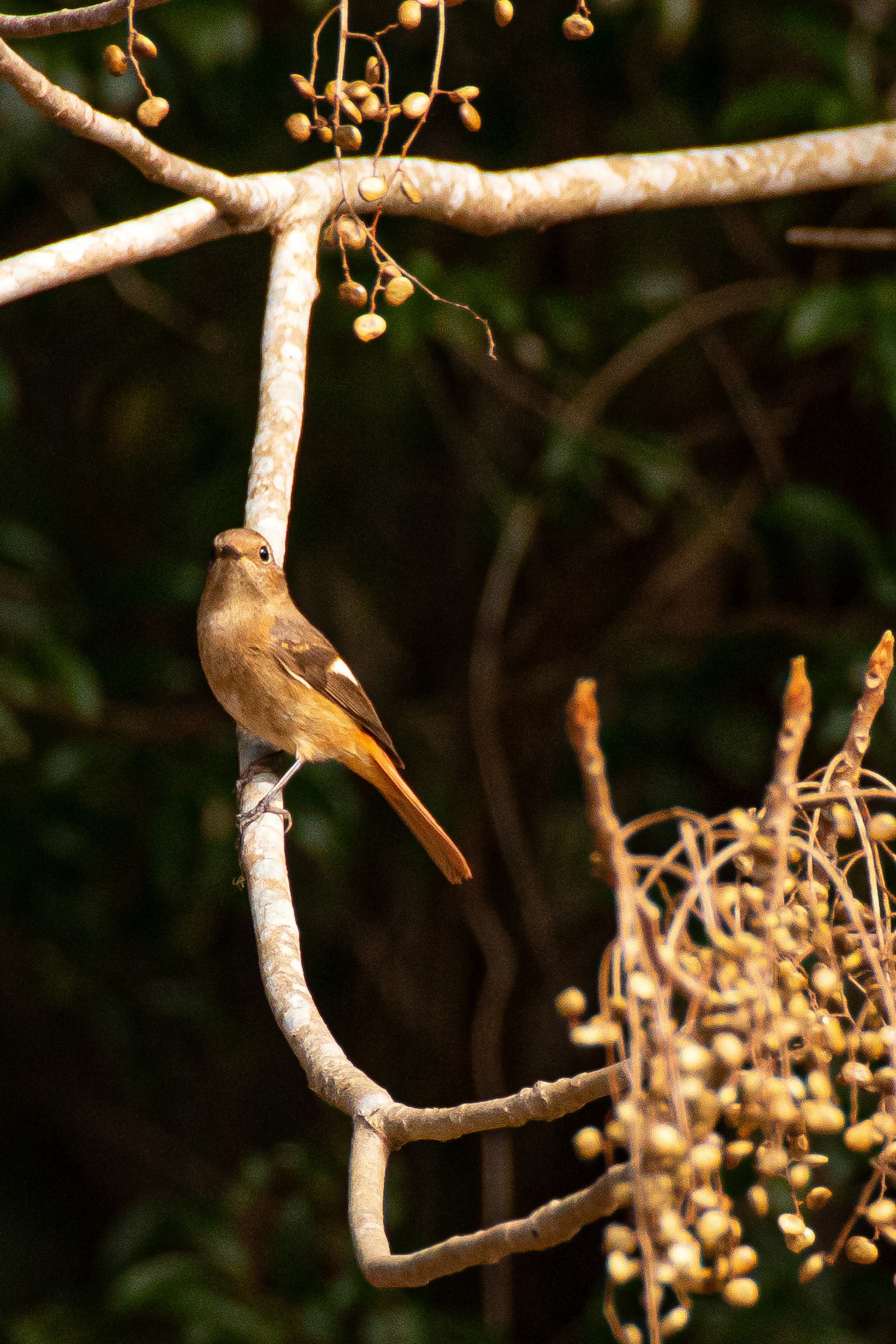 Seekor burung kecil bertengger di dahan pohon