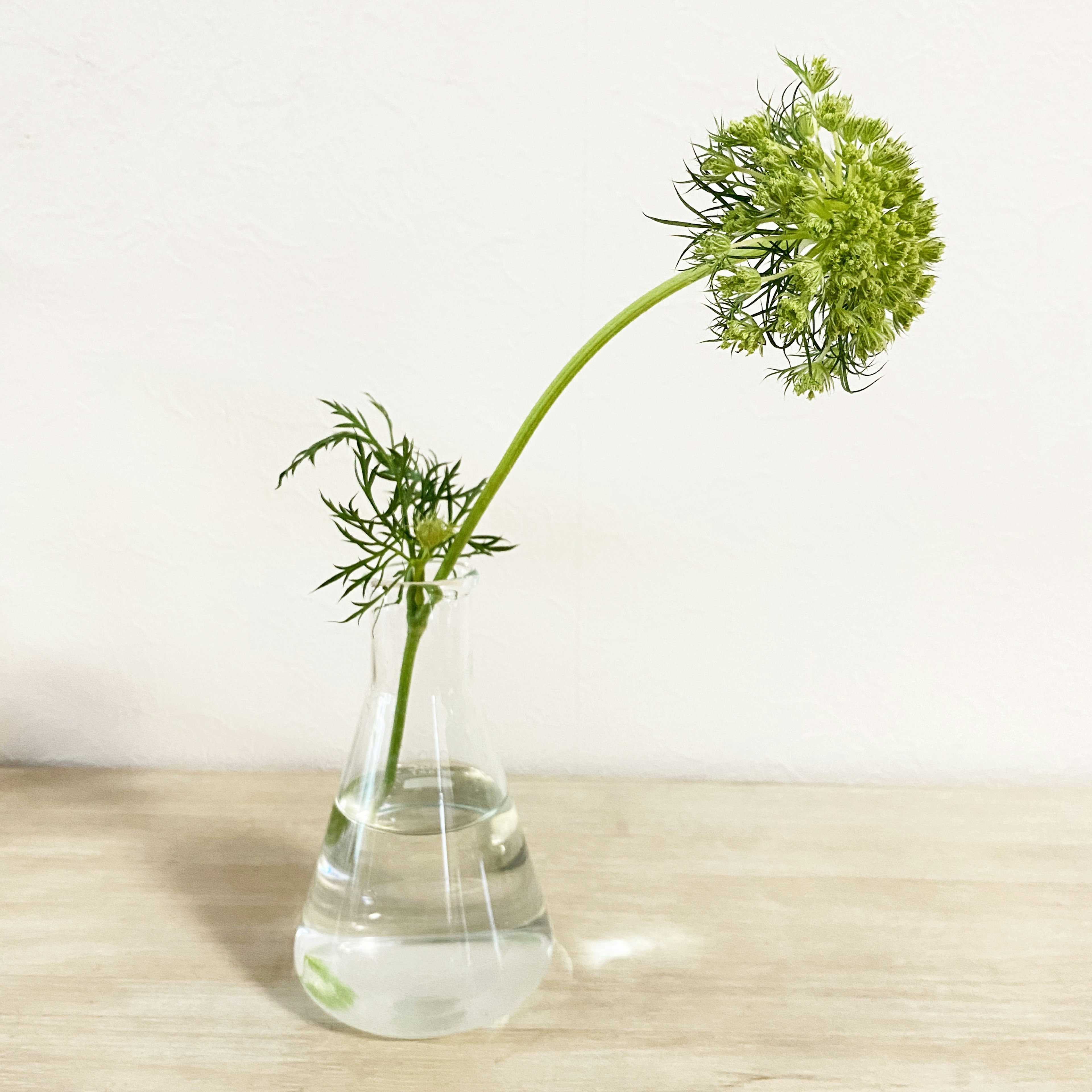 透明なフラスコに水を入れた状態で、緑の花の茎が傾いている