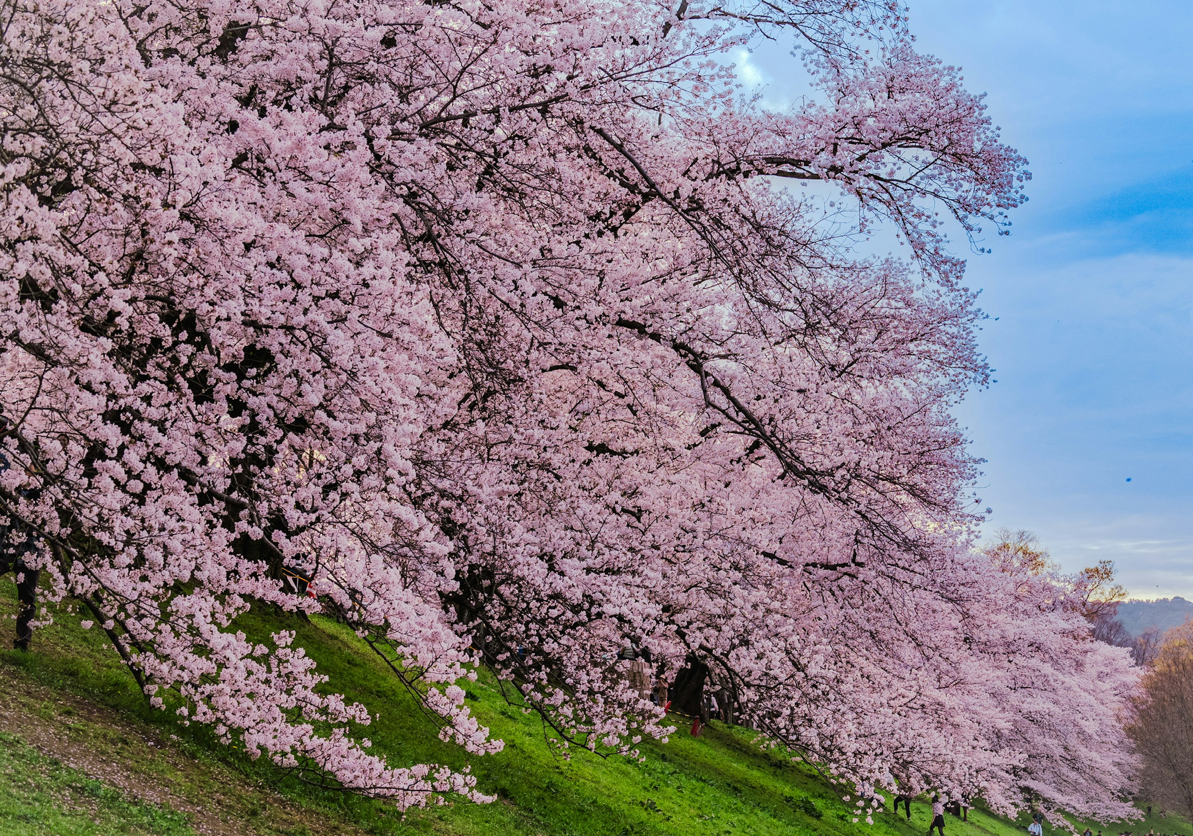 桜の木が咲いている風景 緑の草地と青い空