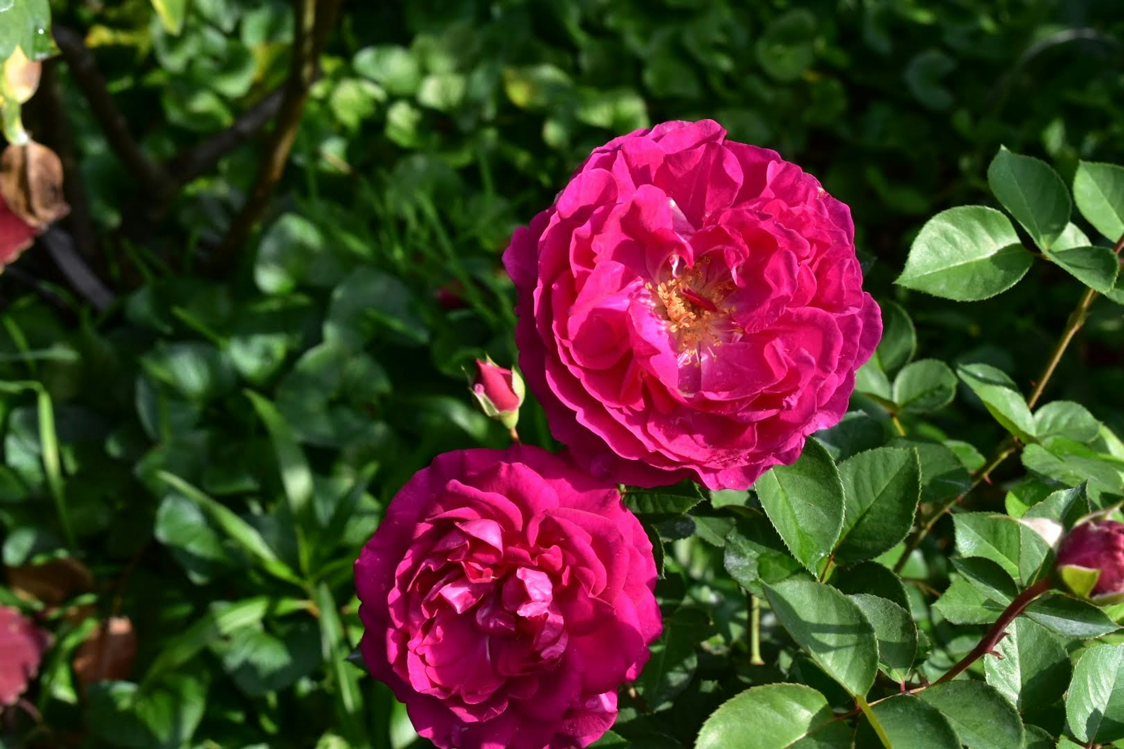 Vibrant pink roses blooming among green leaves