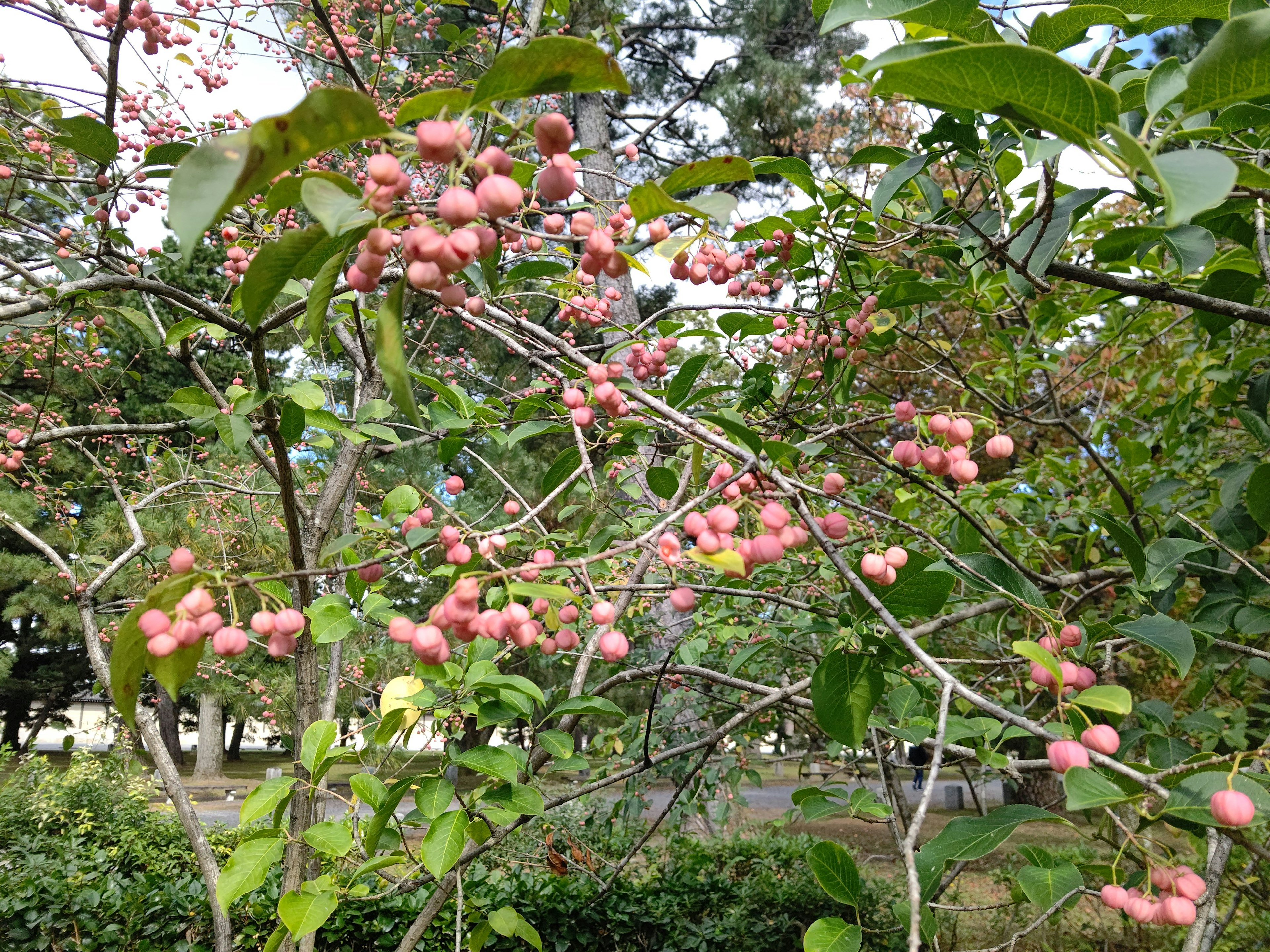 Une branche d'arbre avec de nombreux fruits roses et des feuilles vertes