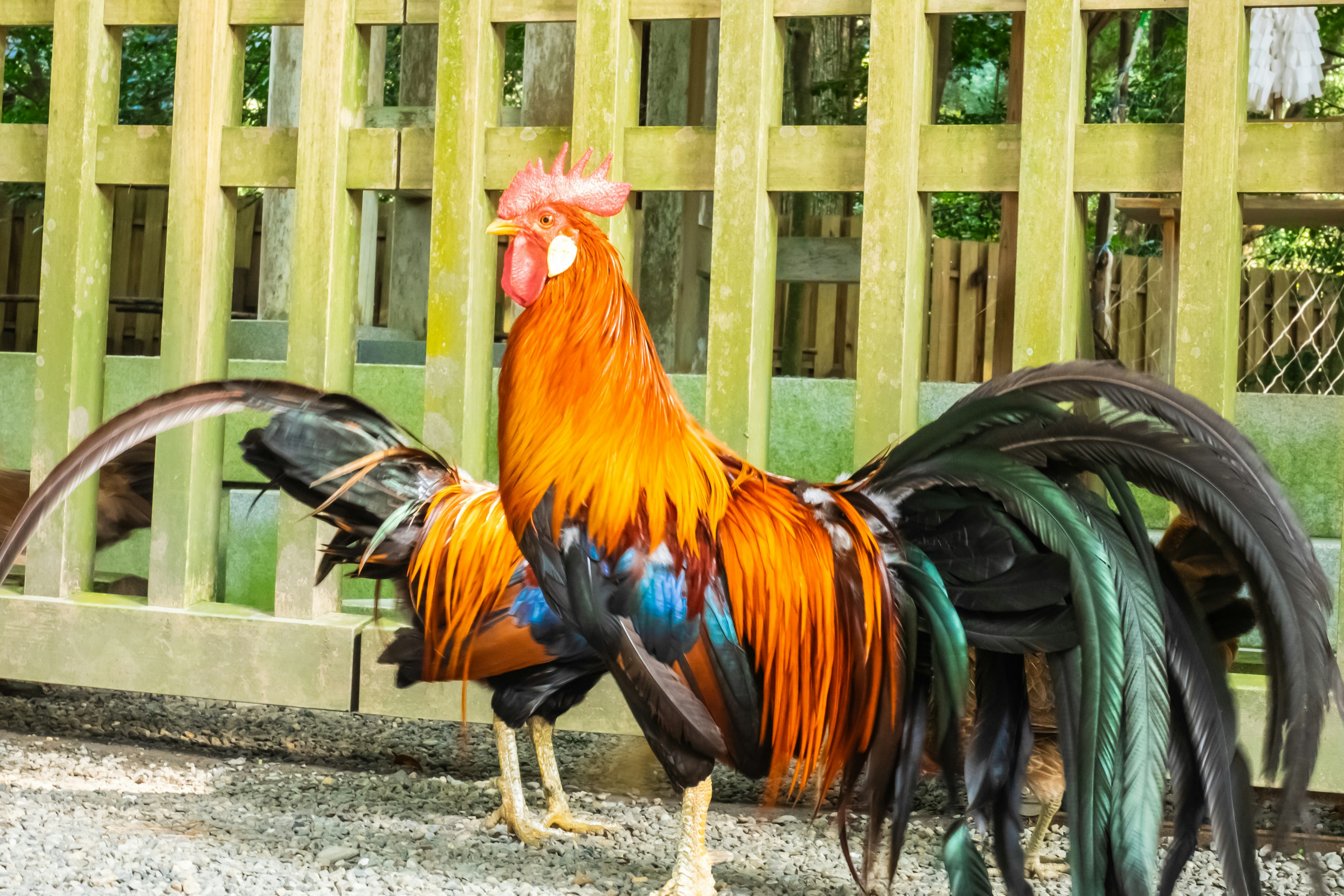 Seekor ayam jantan yang cerah berdiri di depan pagar kayu