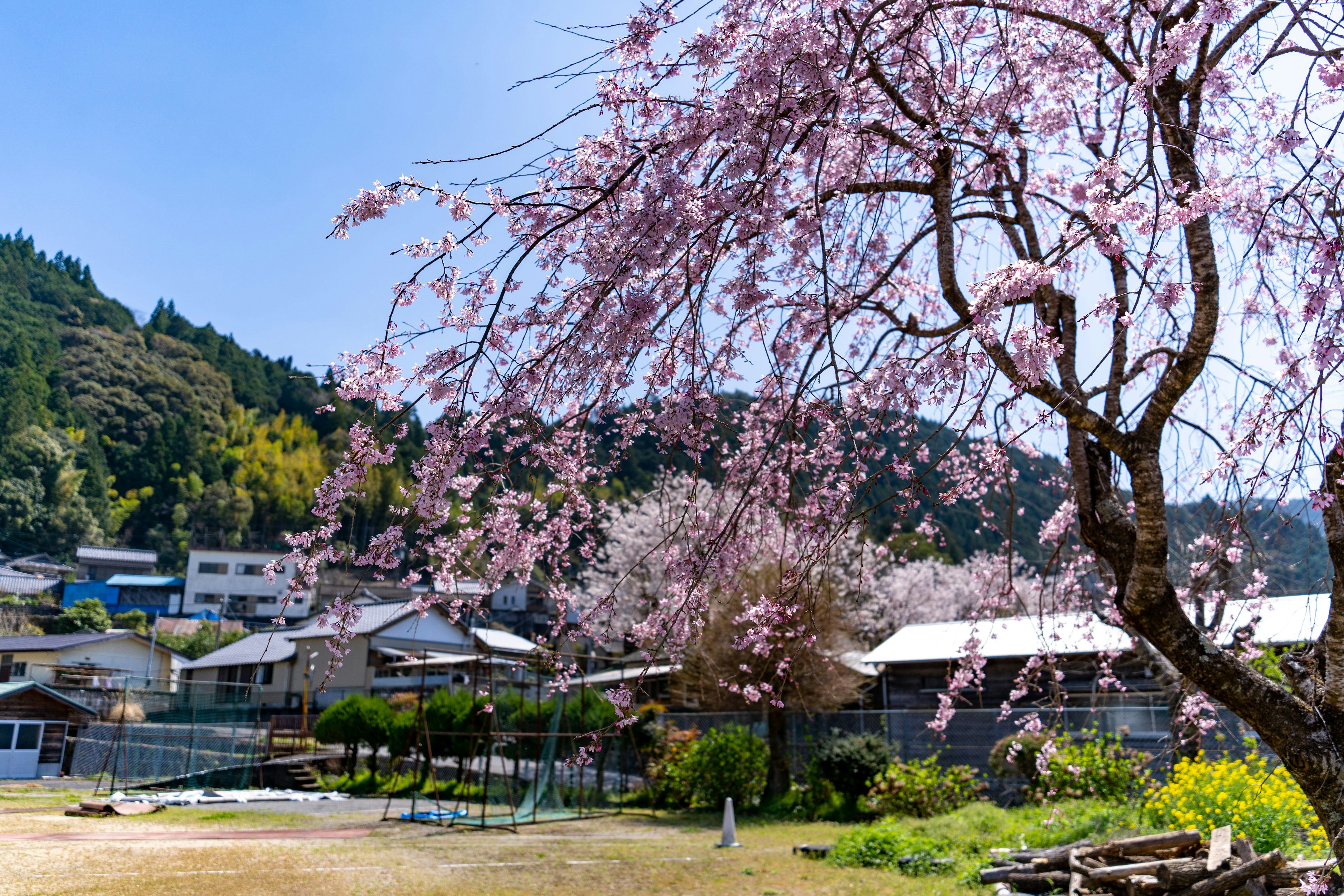 桜の木と田舎の風景を背景にした家々