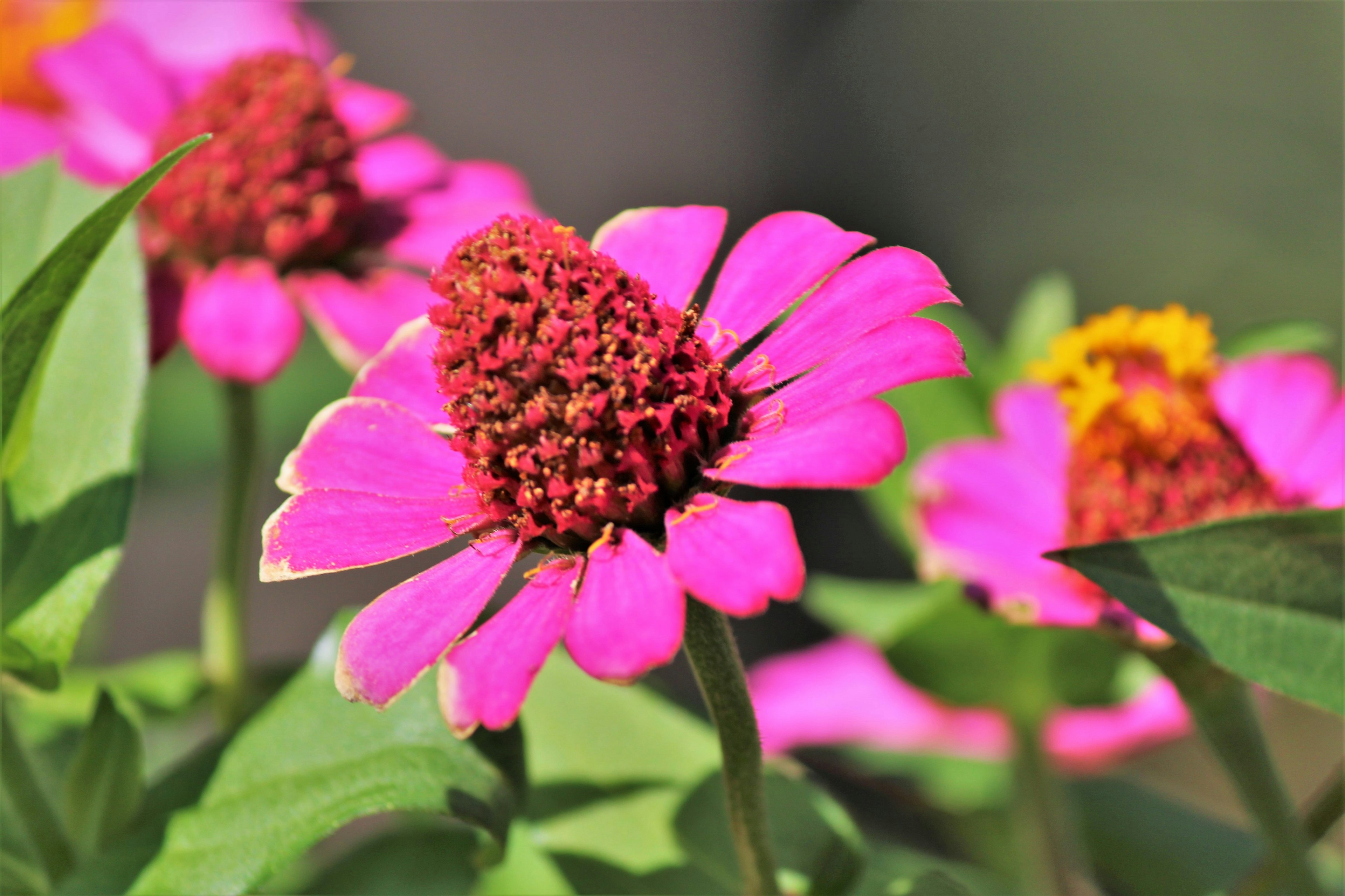 Vibrant pink flower with green leaves in the foreground