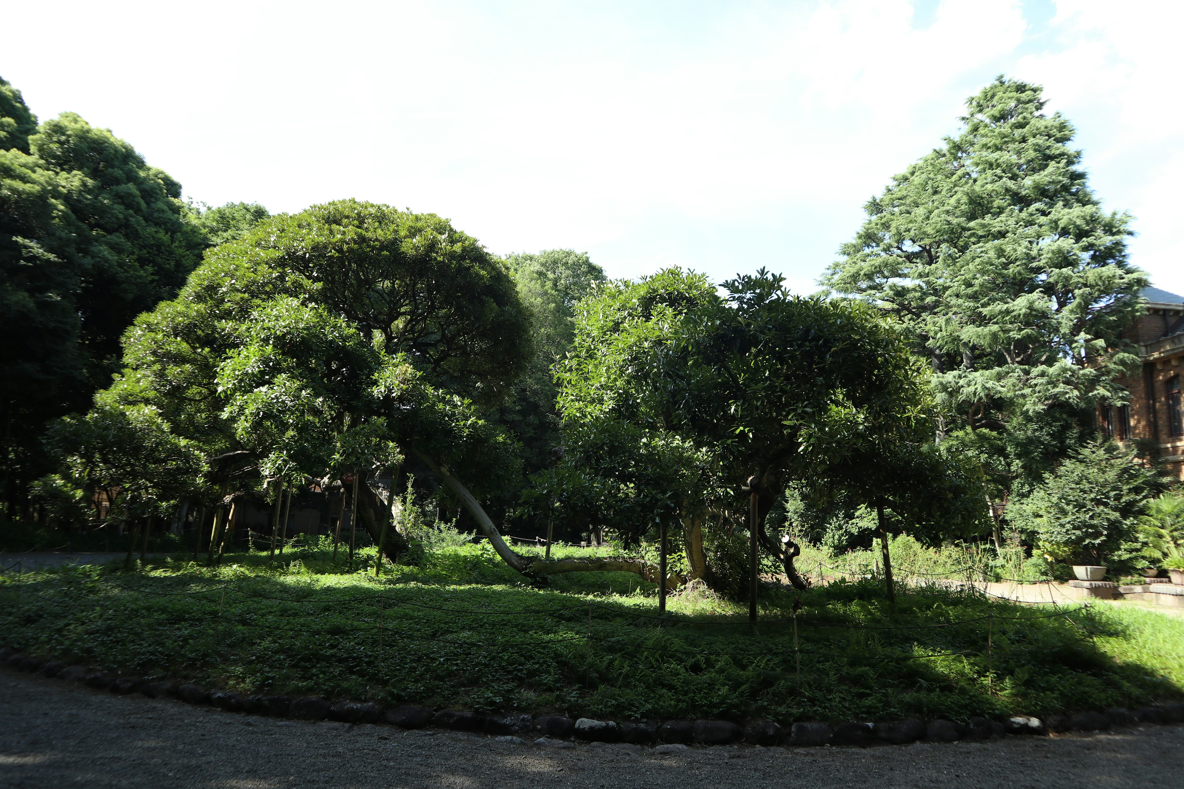 Taman subur dengan pohon besar dan langit tenang