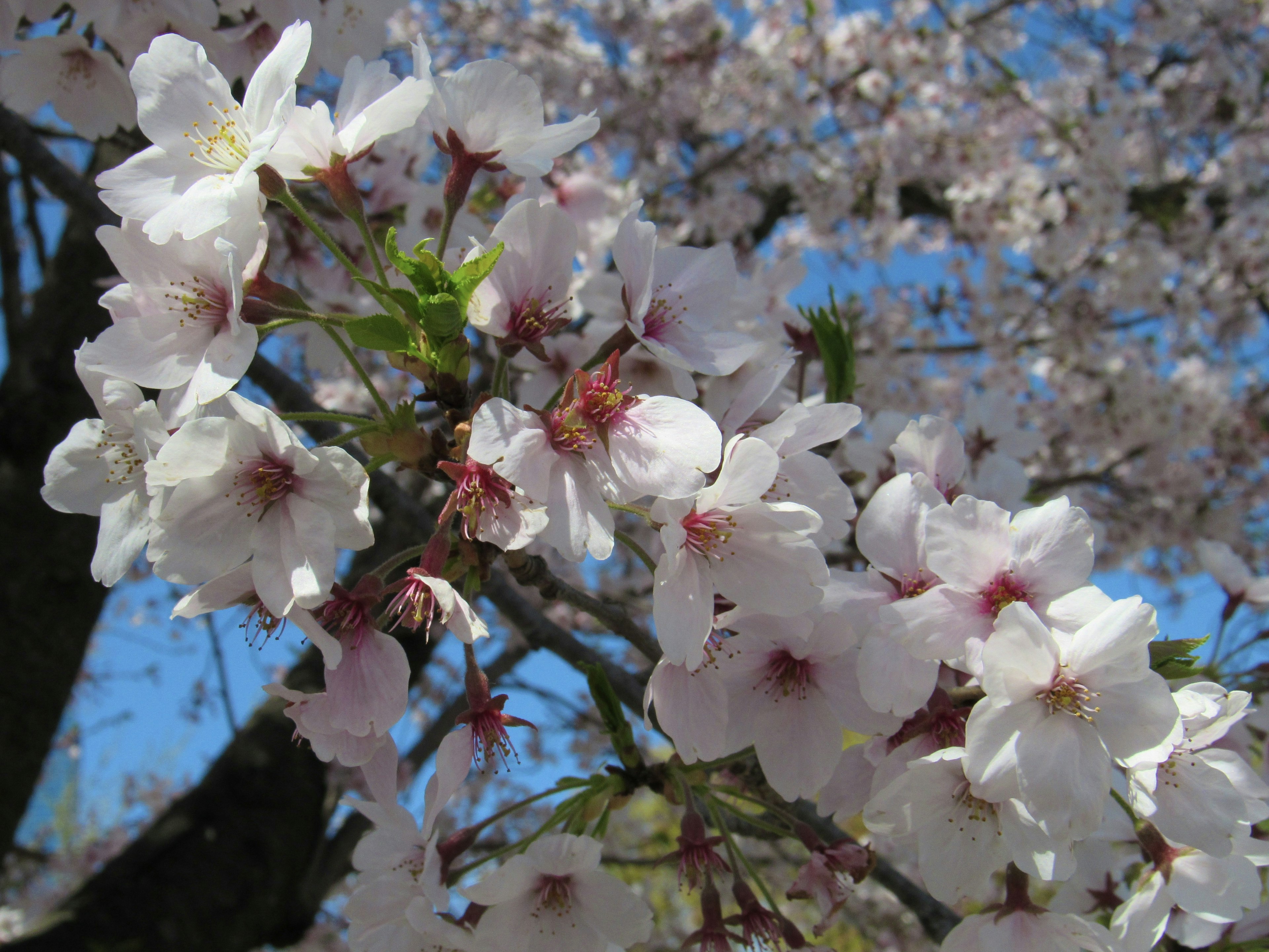 Primer plano de flores de cerezo en una rama con un cielo azul de fondo