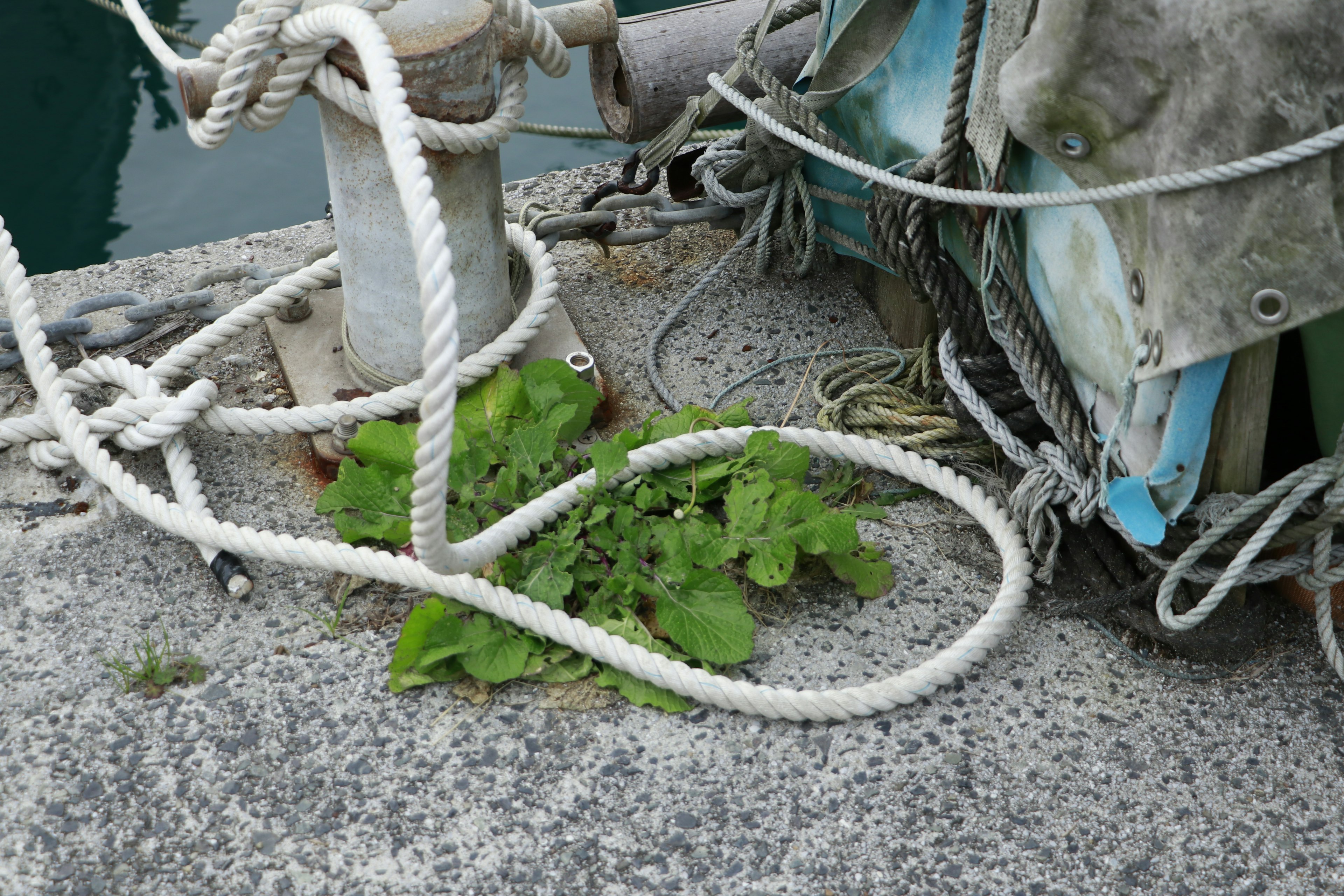 Foglie verdi che crescono vicino al porto con corde intrecciate