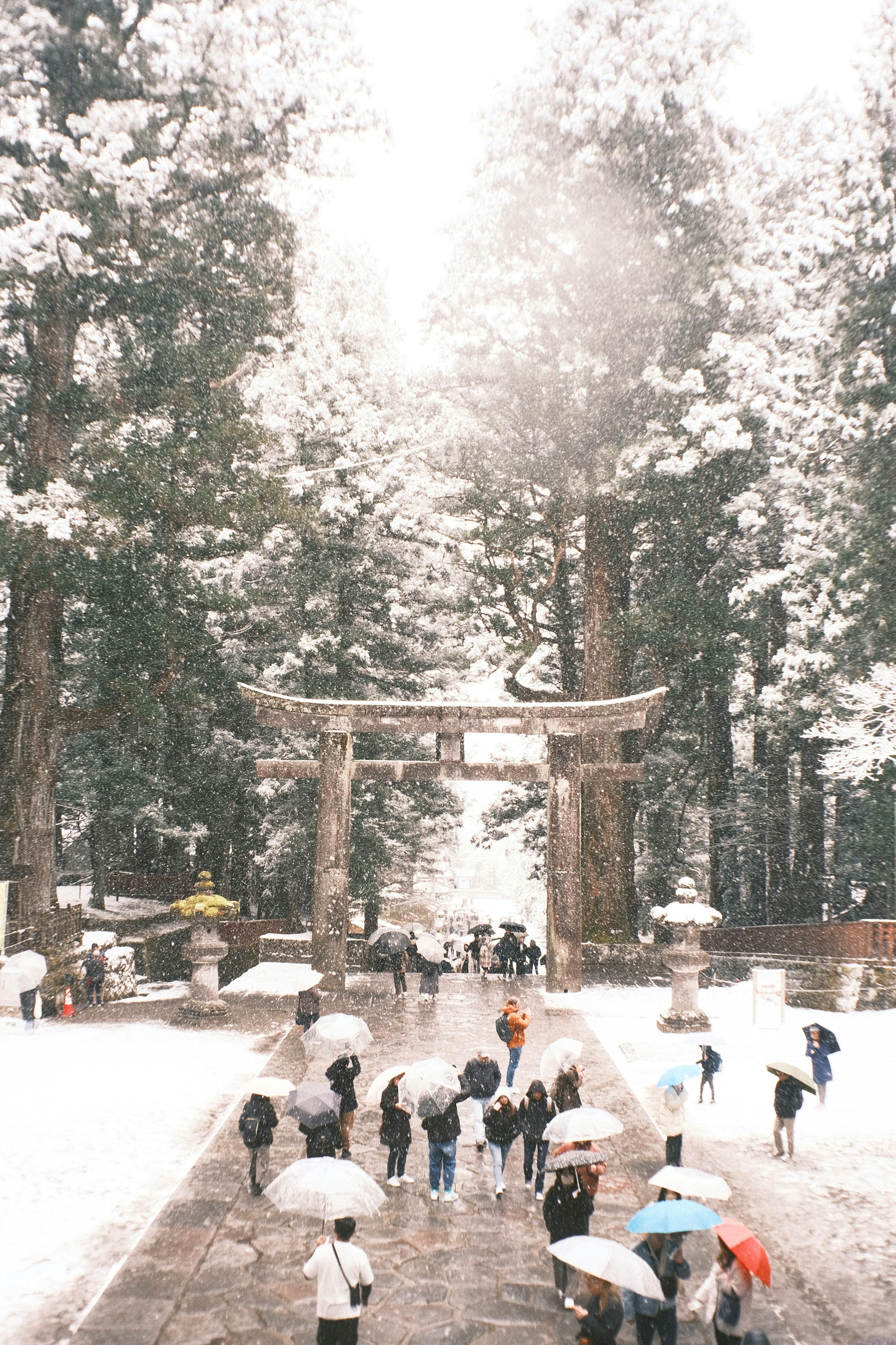 People walking under umbrellas in a snowy forest with a torii gate