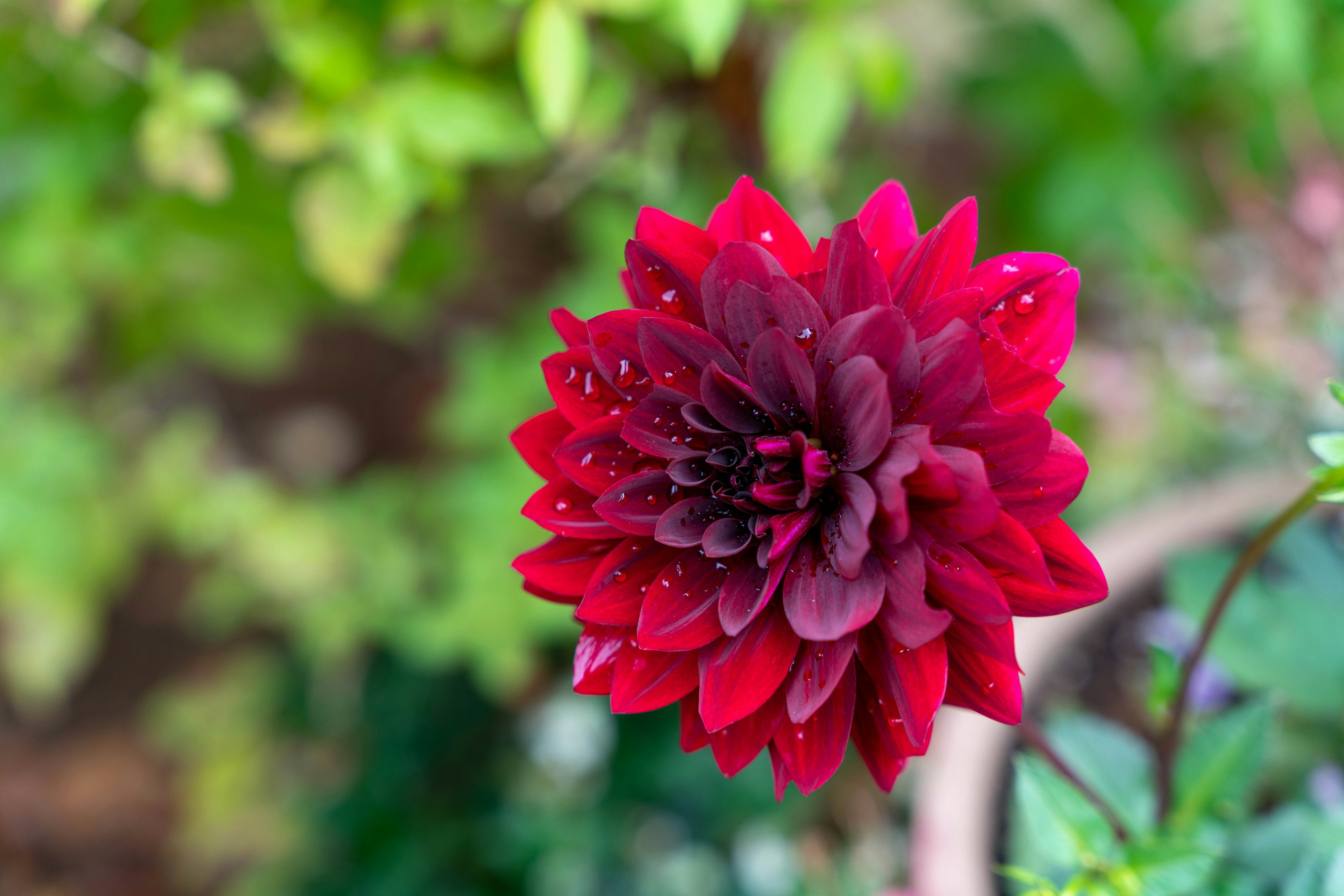 Sebuah bunga dahlia merah cerah mekar dengan daun hijau di latar belakang