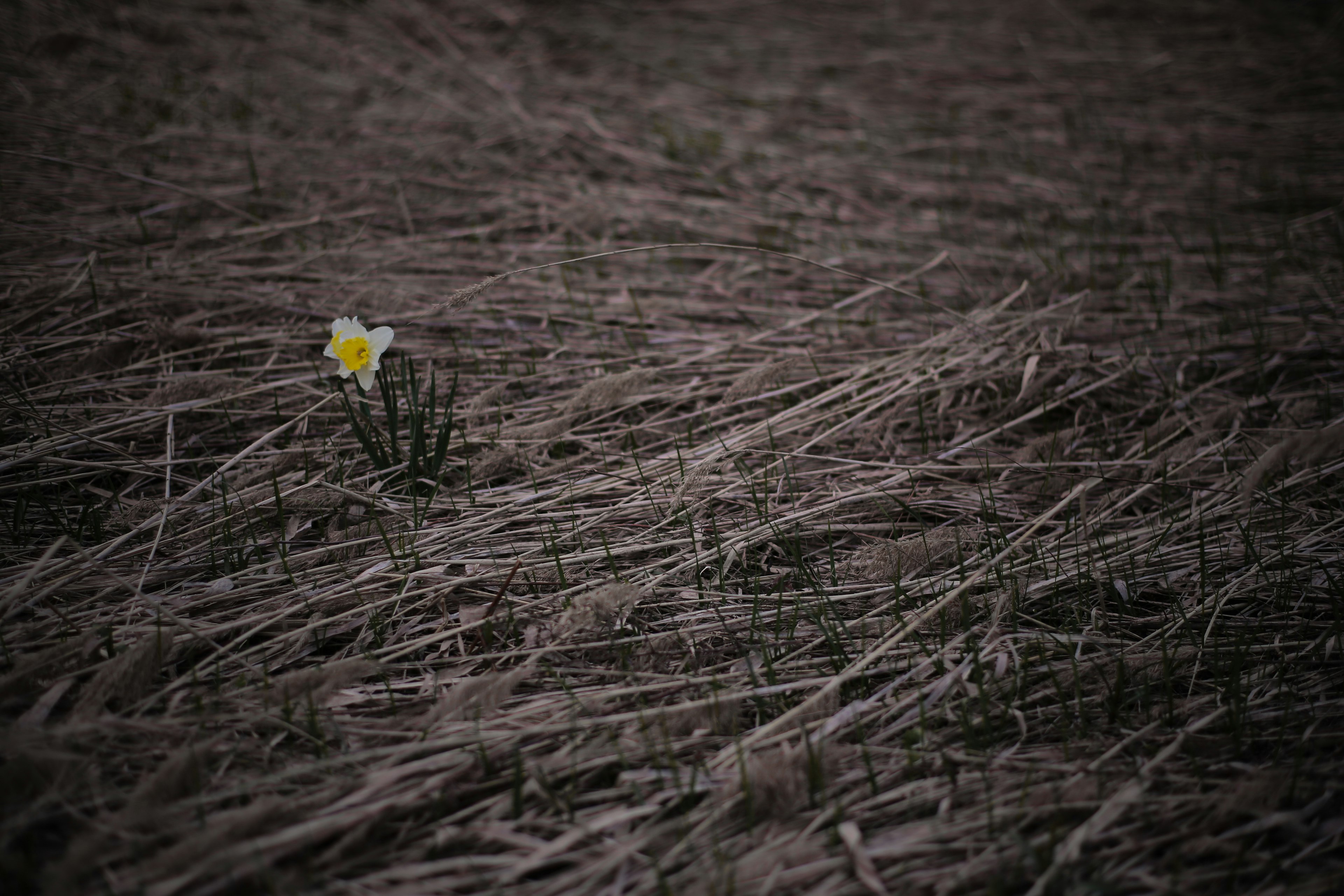 Eine einzelne gelbe Blume blüht zwischen trockenem Gras