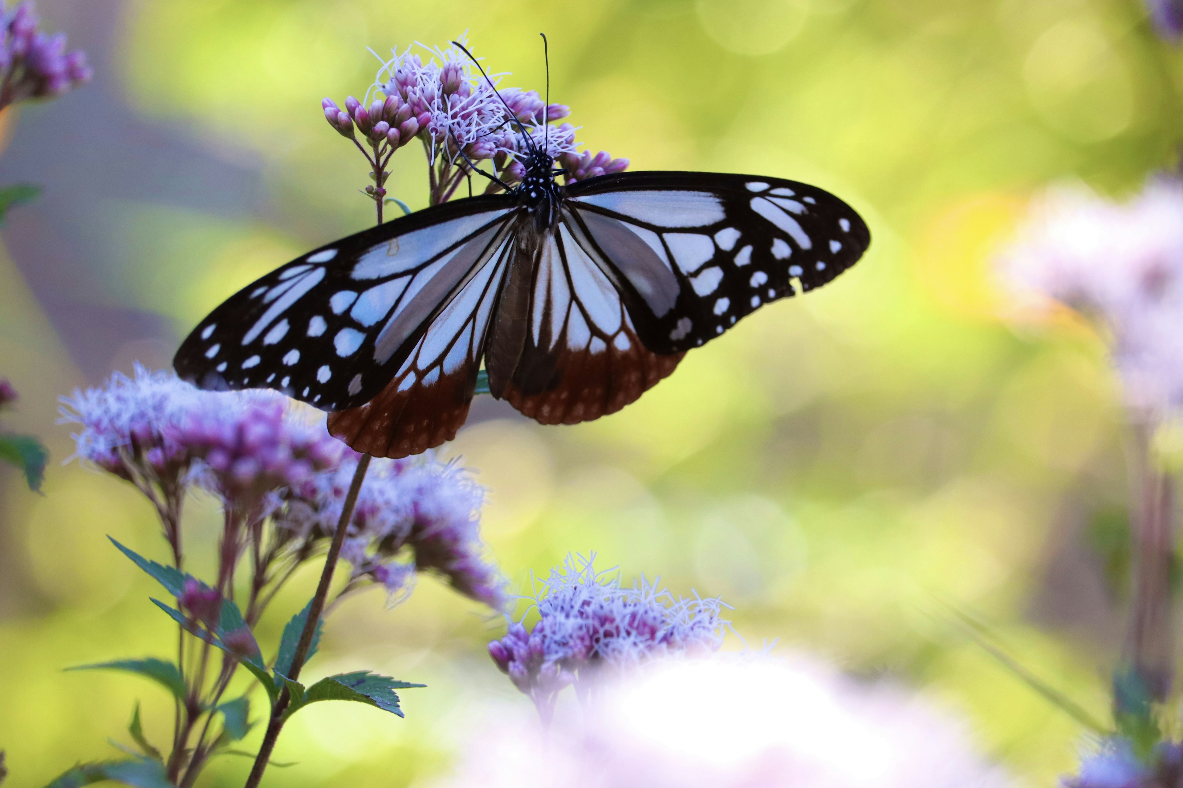 Una bellissima farfalla monarca appollaiata sui fiori