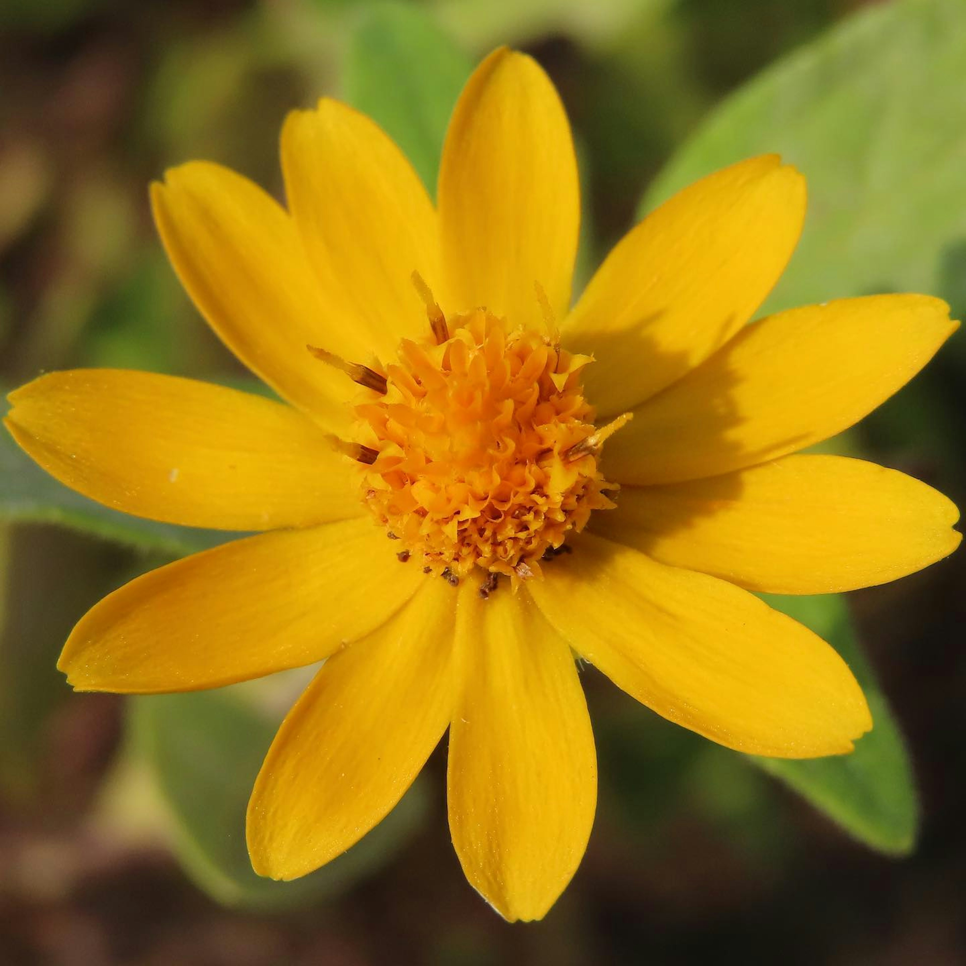 A vibrant yellow flower at the center surrounded by green leaves