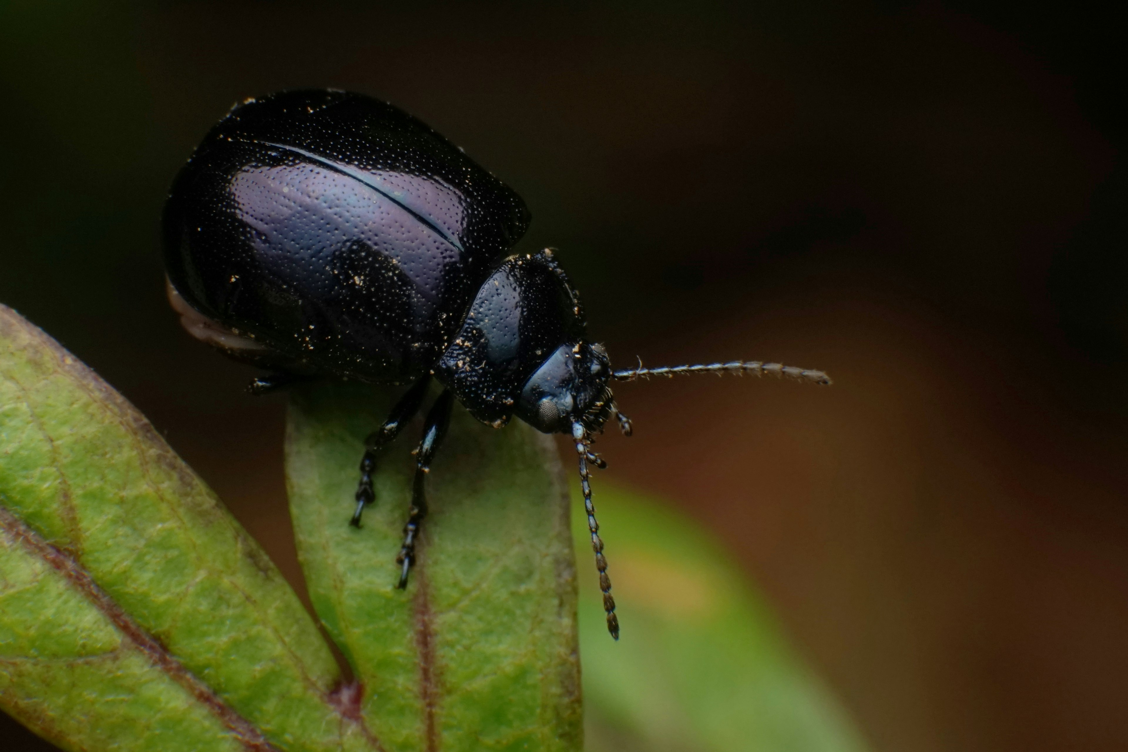 A black beetle perched on a green leaf