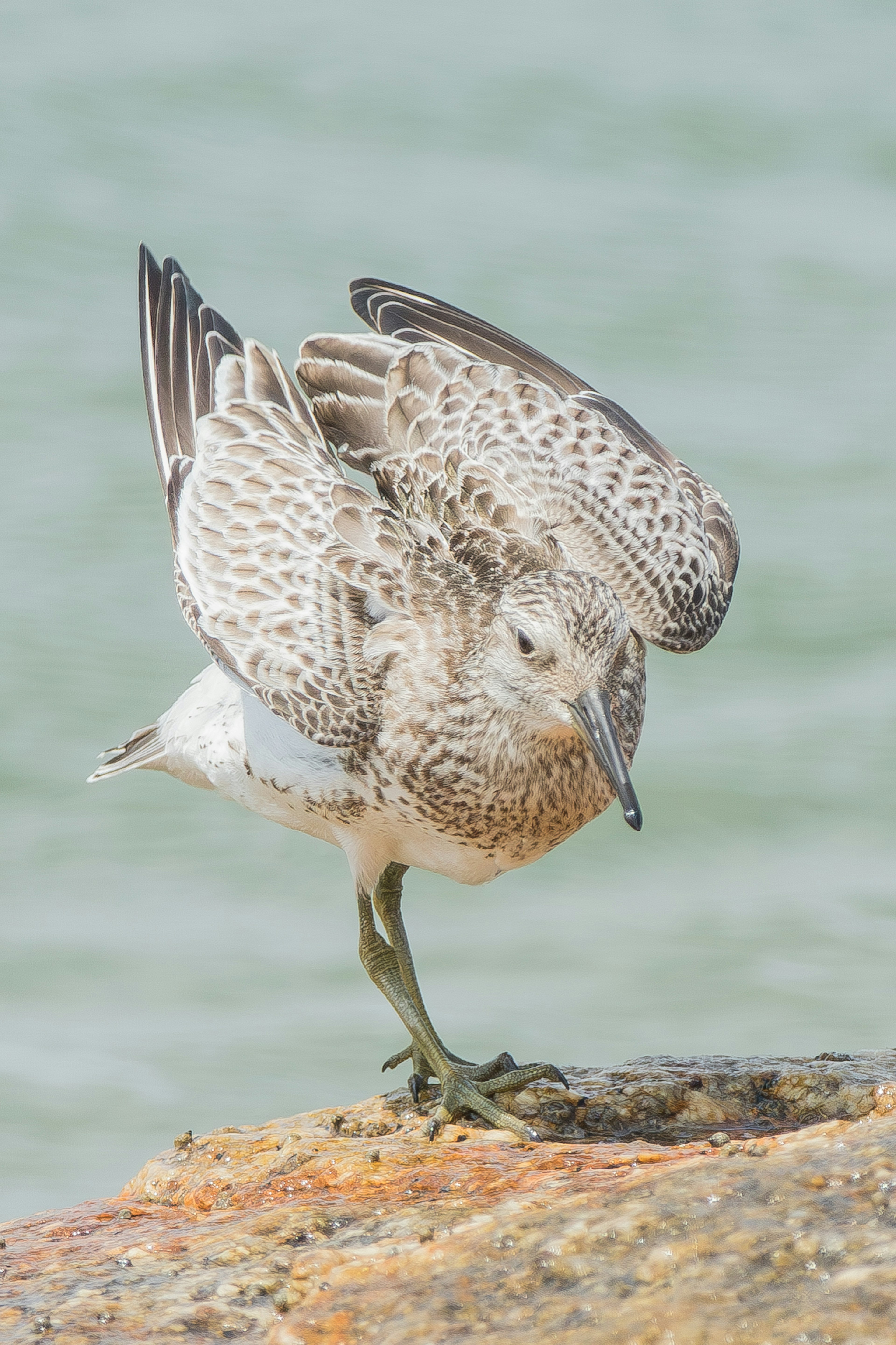 Un uccello piumato in equilibrio su una gamba su una costa rocciosa