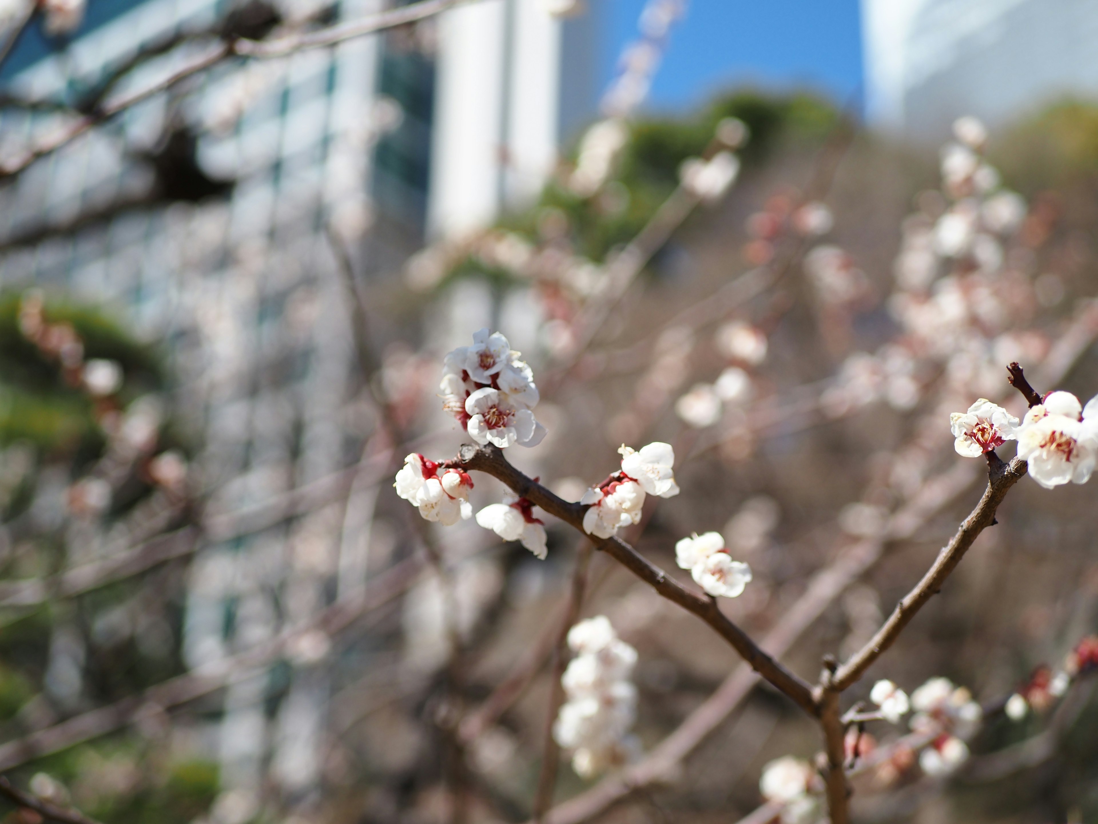 Plum blossoms blooming under a blue sky with buildings in the background