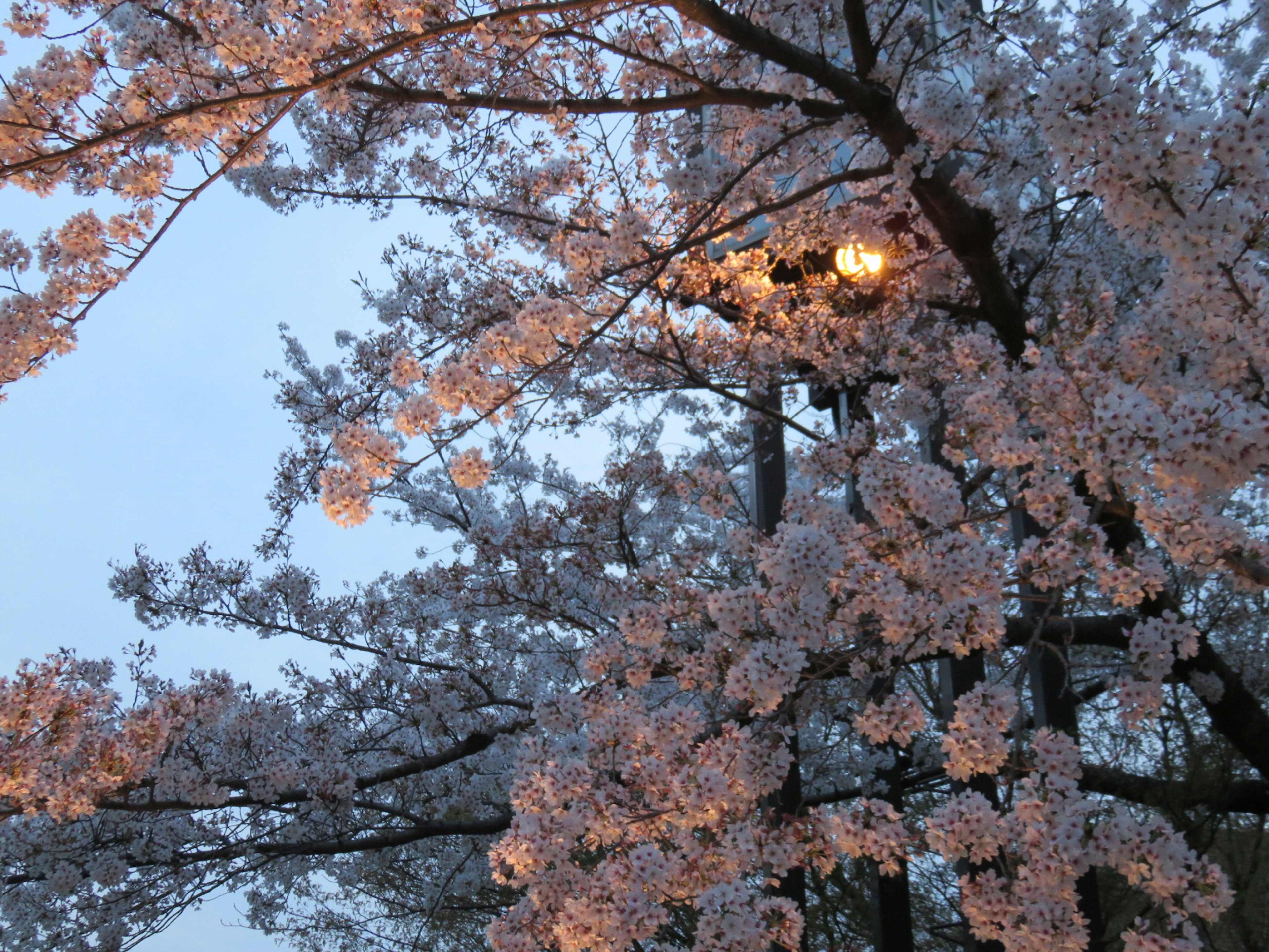 Beautiful cherry blossom tree under a twilight sky with soft lighting