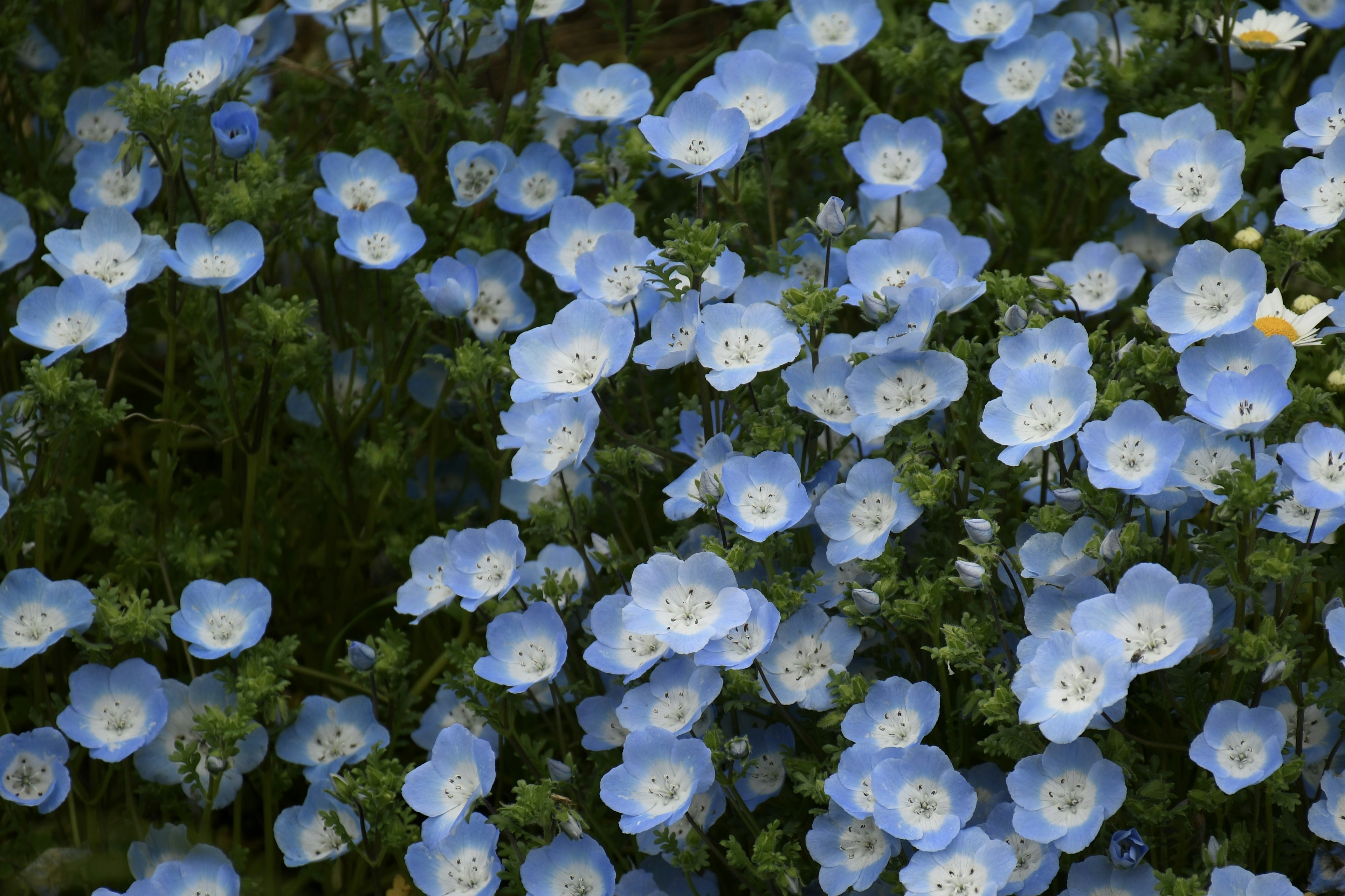 Un gruppo di fiori blu su uno sfondo di foglie verdi