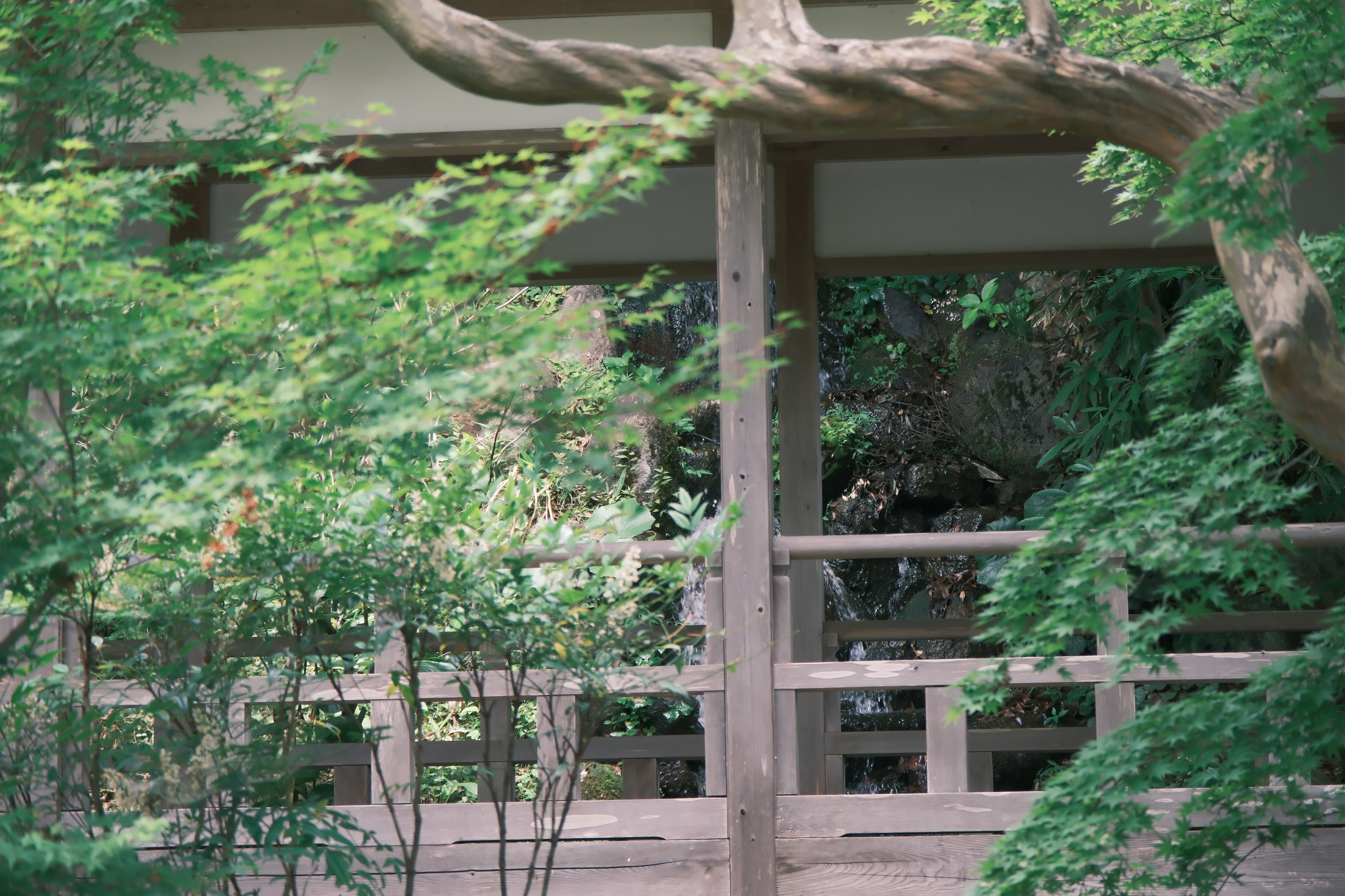 緑豊かな庭の中にある木製の構造物と植物