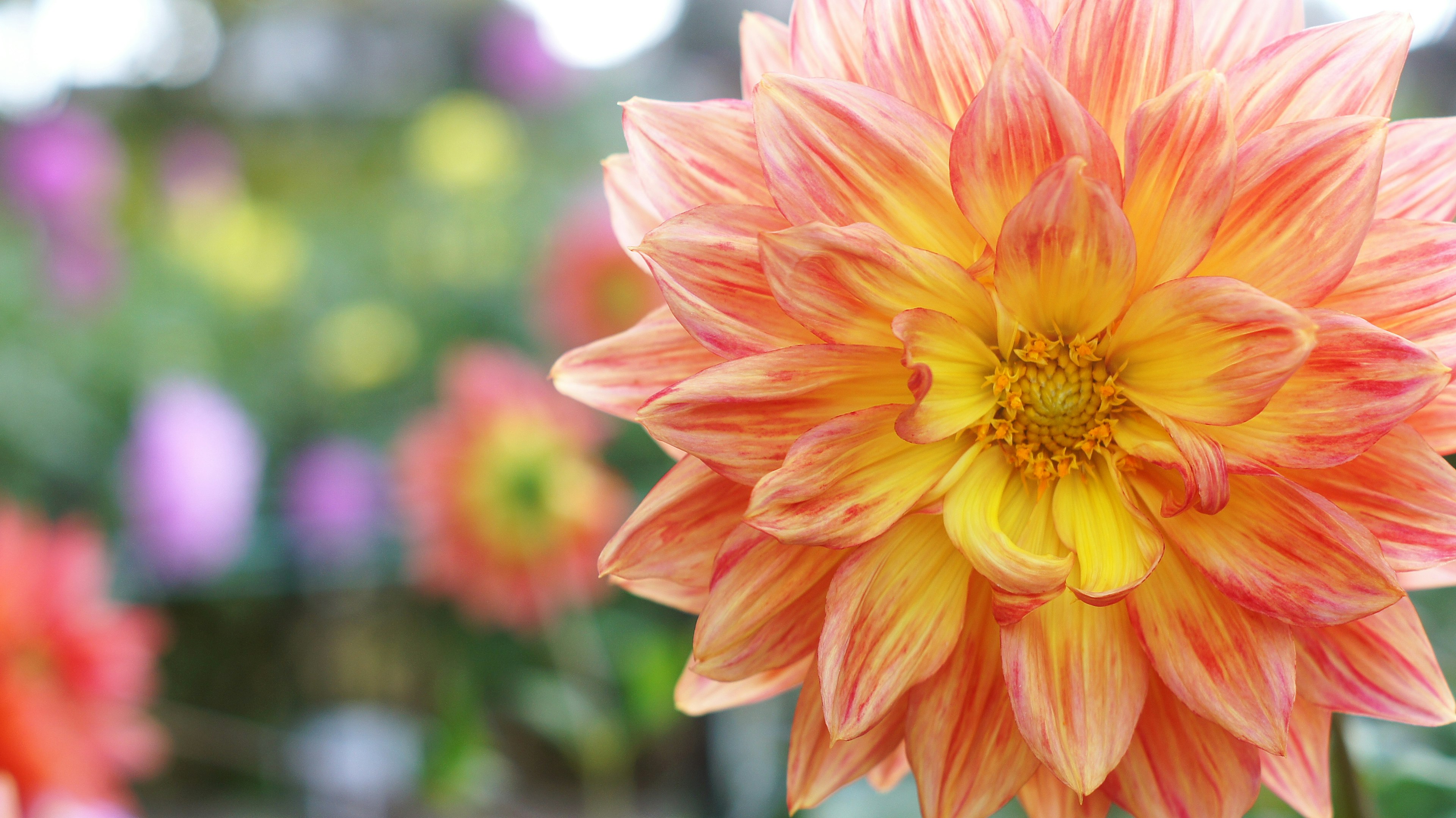 Kedekatan bunga dahlia oranye dan kuning yang cerah dengan latar belakang bunga lain yang kabur