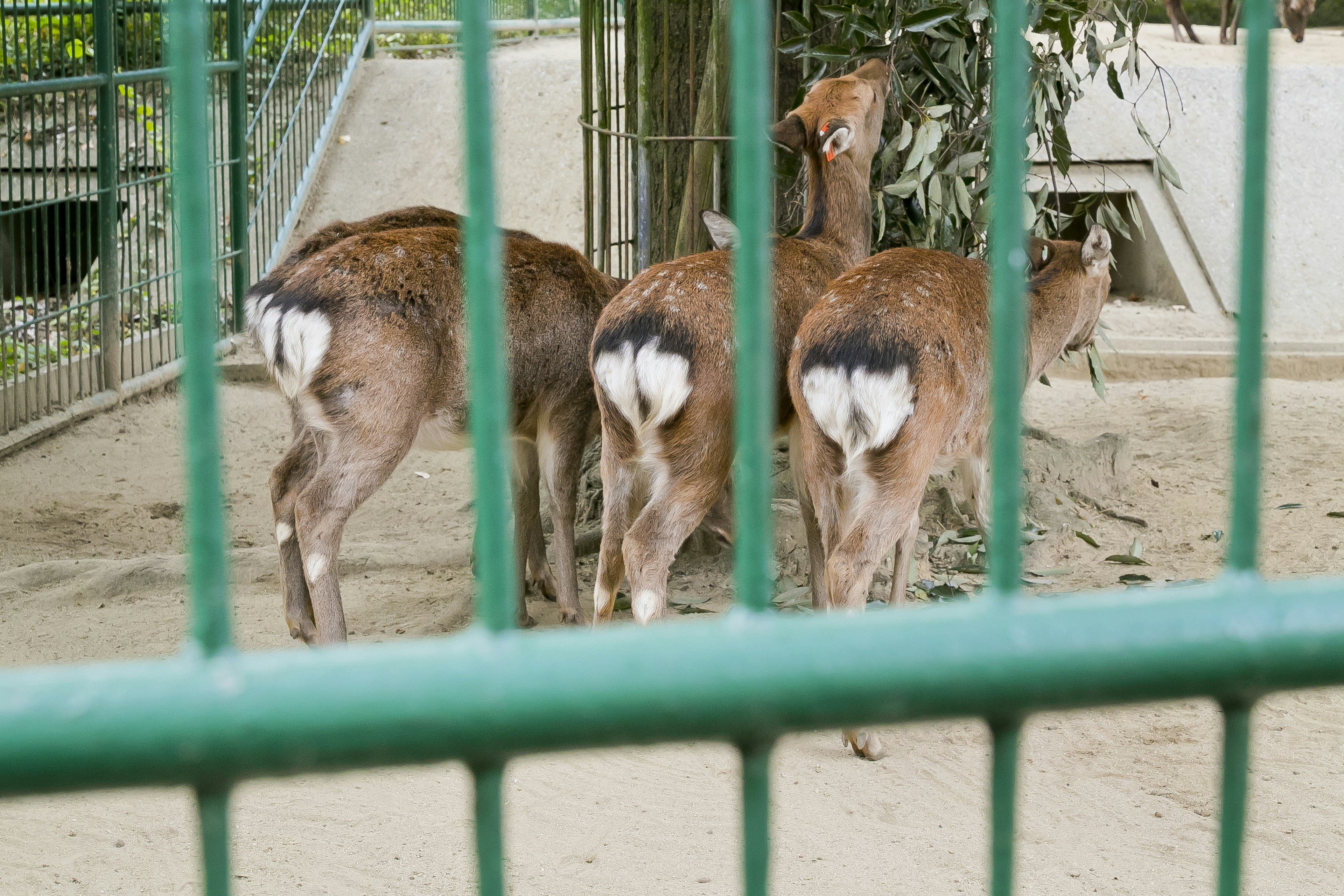 Tres ciervos comiendo hojas detrás de una cerca