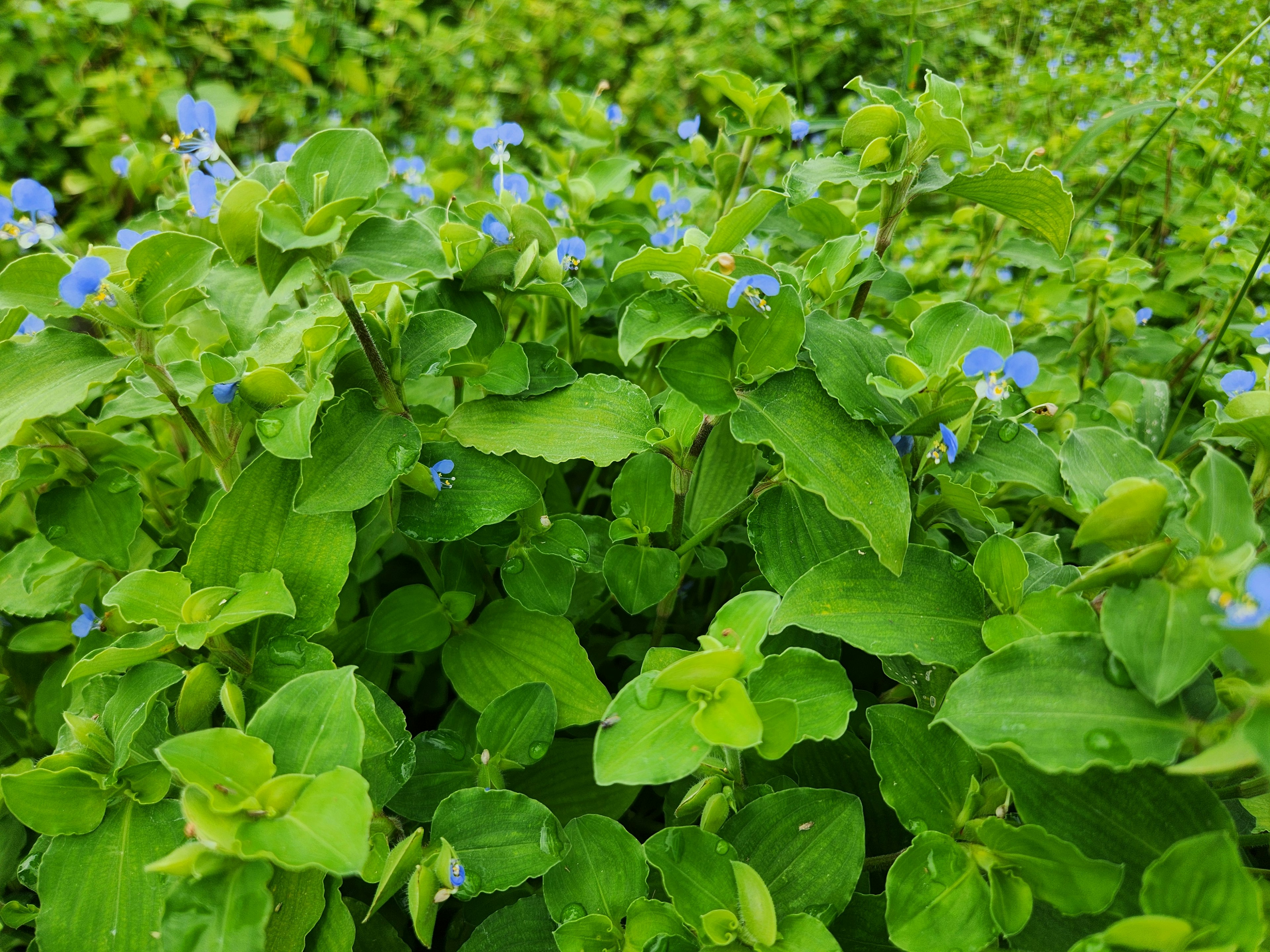 Foliage verde lussureggiante con piccoli fiori blu