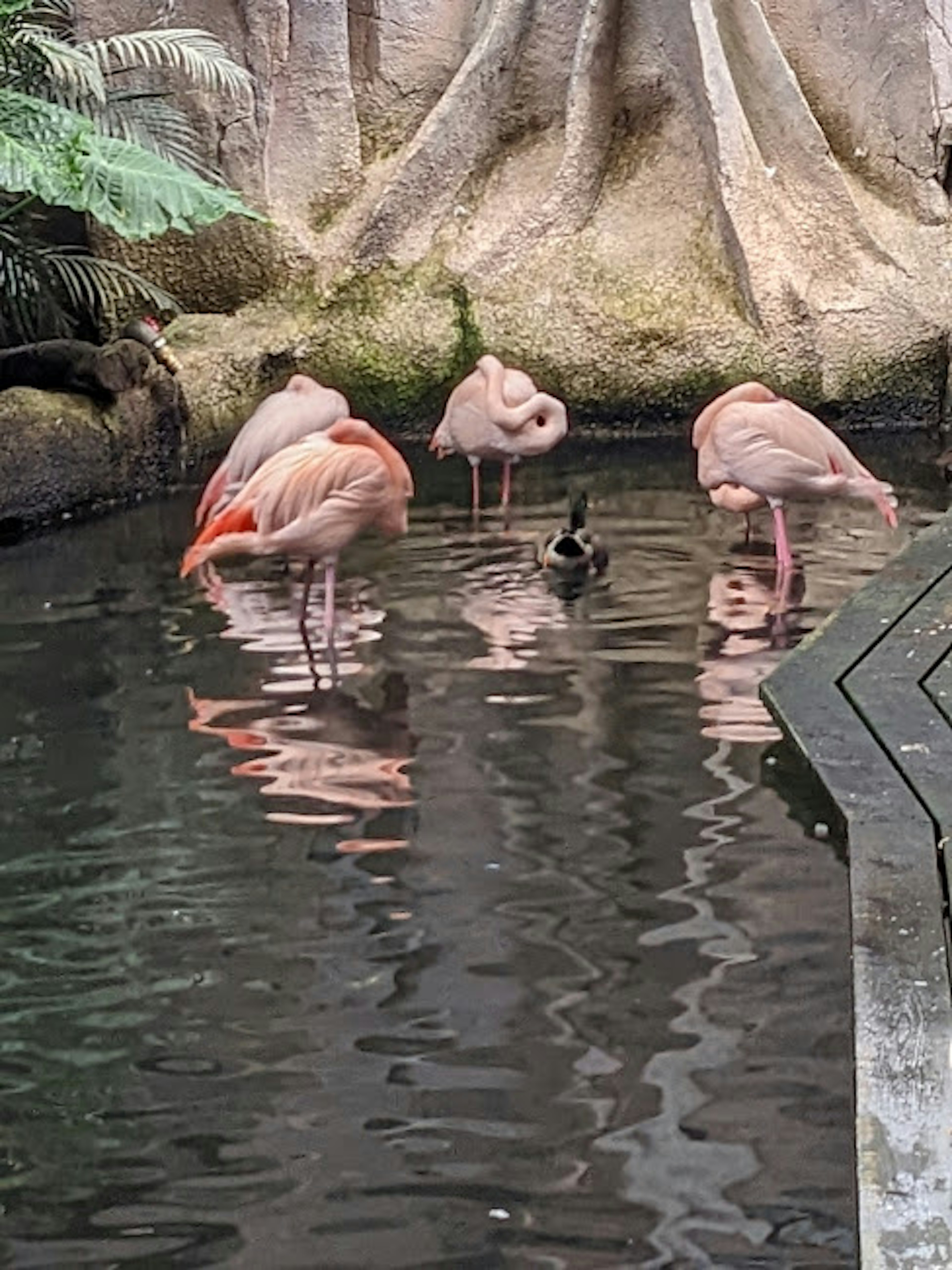 Flamingos wading in a pond with visible tree roots in the background