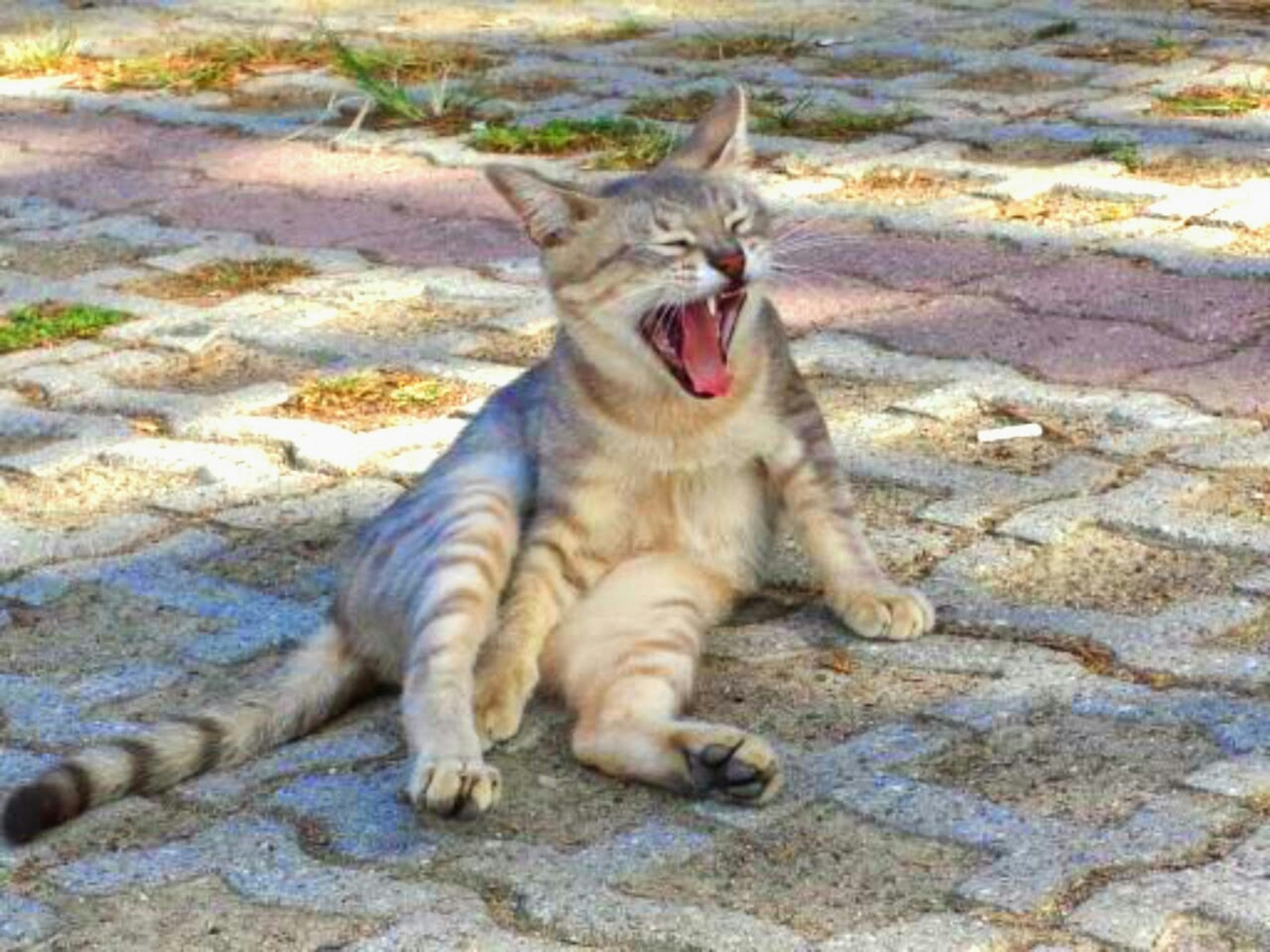 Un chat assis sur des pavés en train de bâiller au soleil