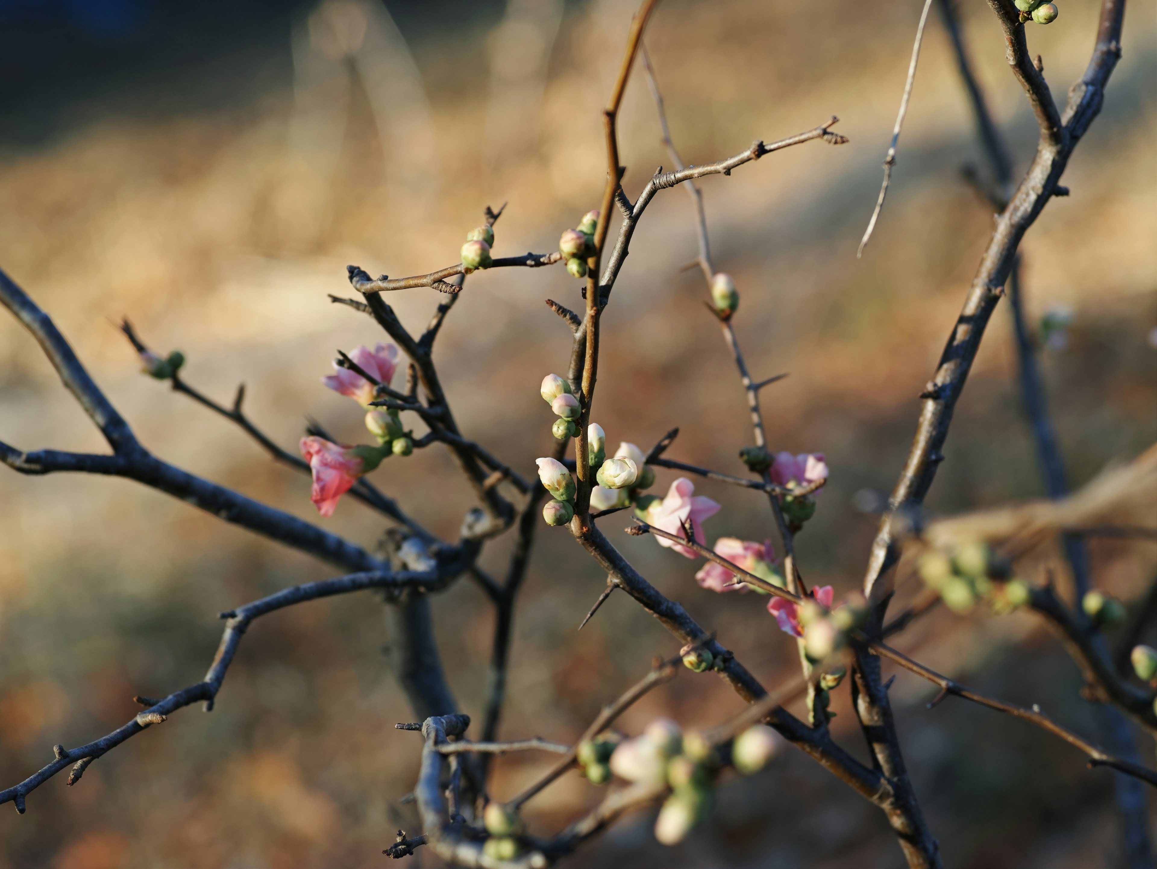 枝に咲くピンクの花とつぼみの様子