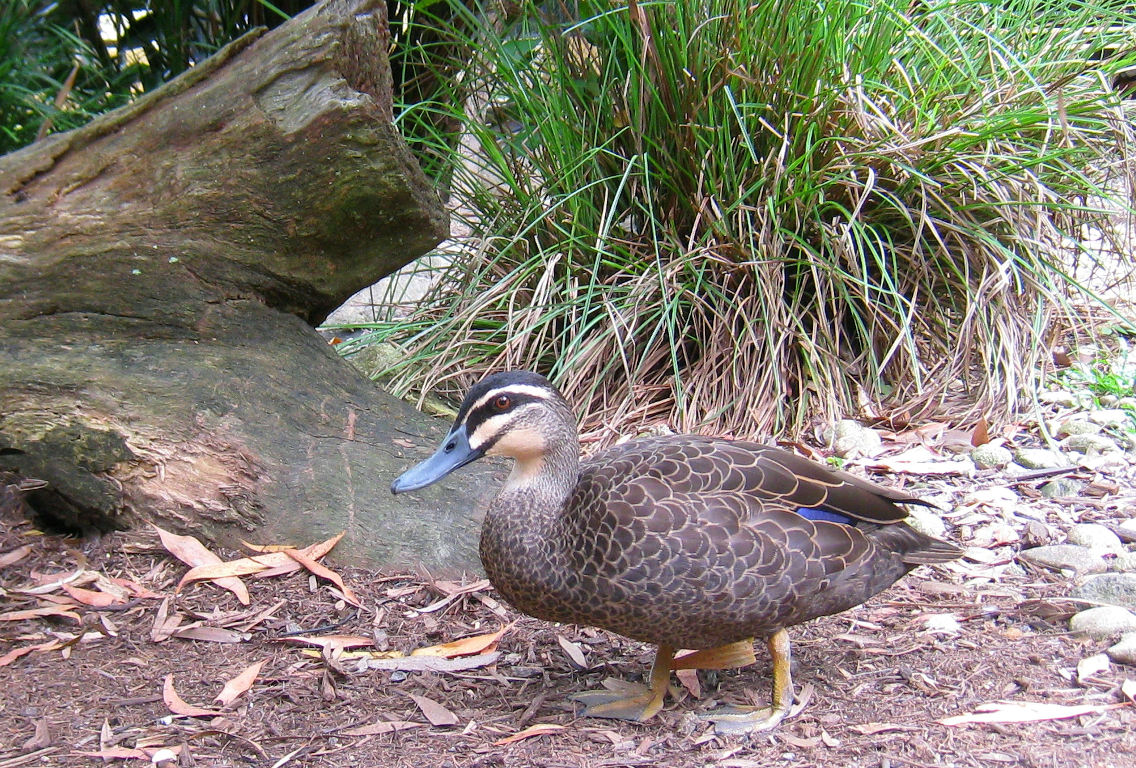 A brown duck standing on the ground near some grass